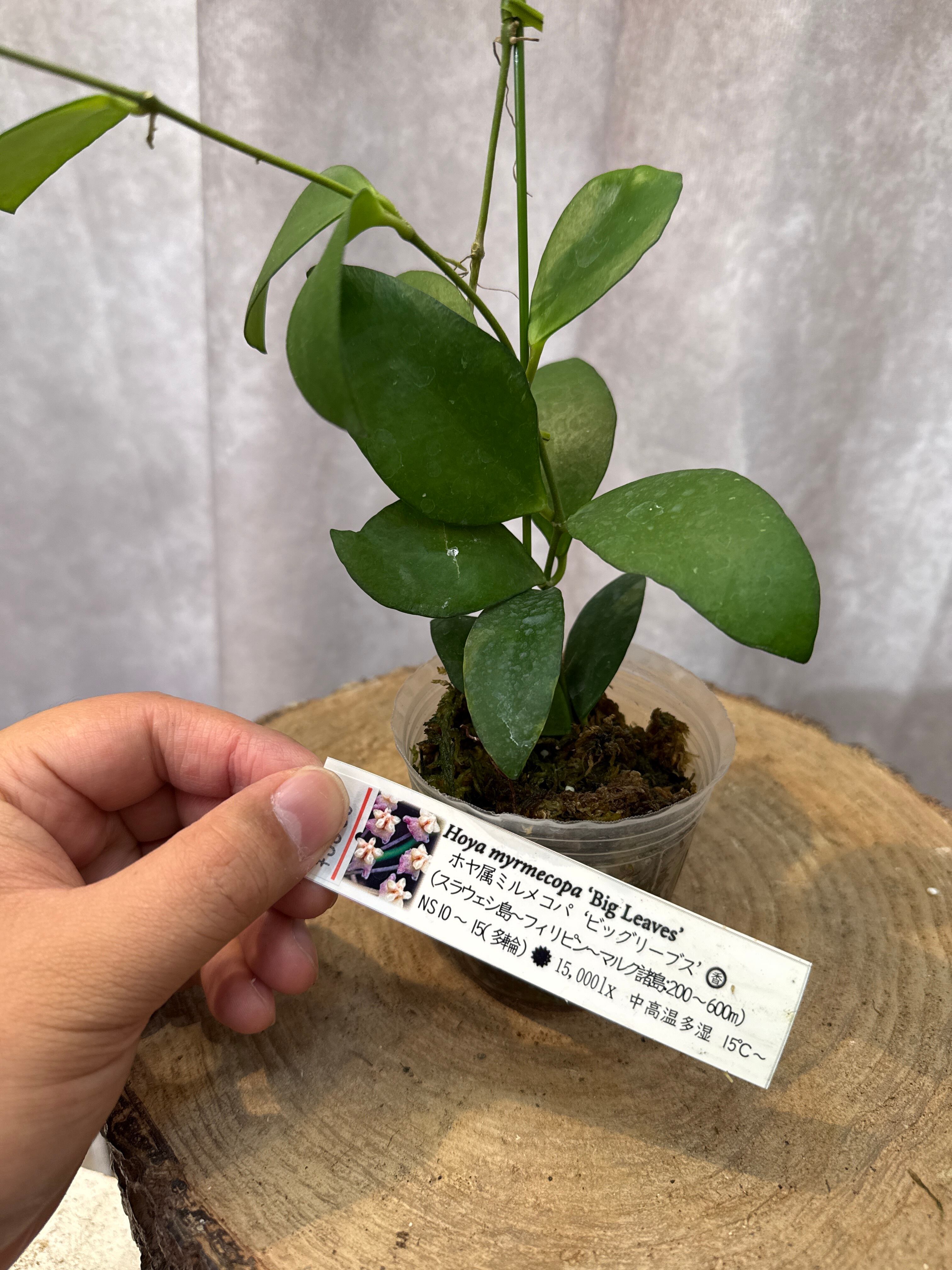20 ホヤ アルゲンティアプリンセス 観葉植物 20 ホヤ アルゲンティア