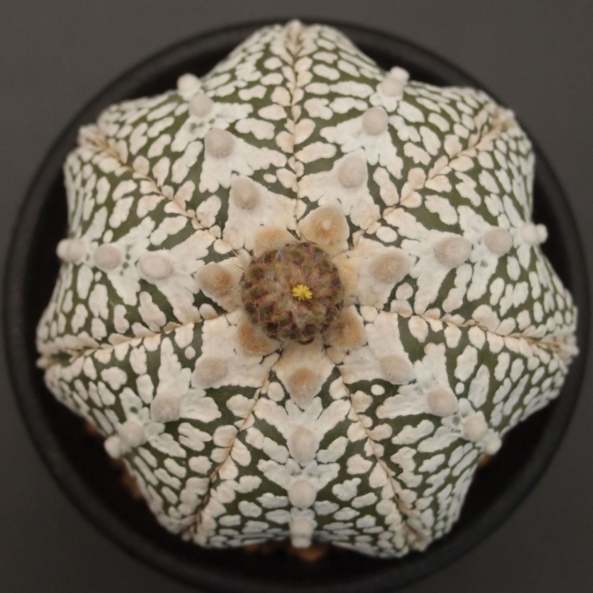 V-type兜 | 万緑 BAN RYOKU