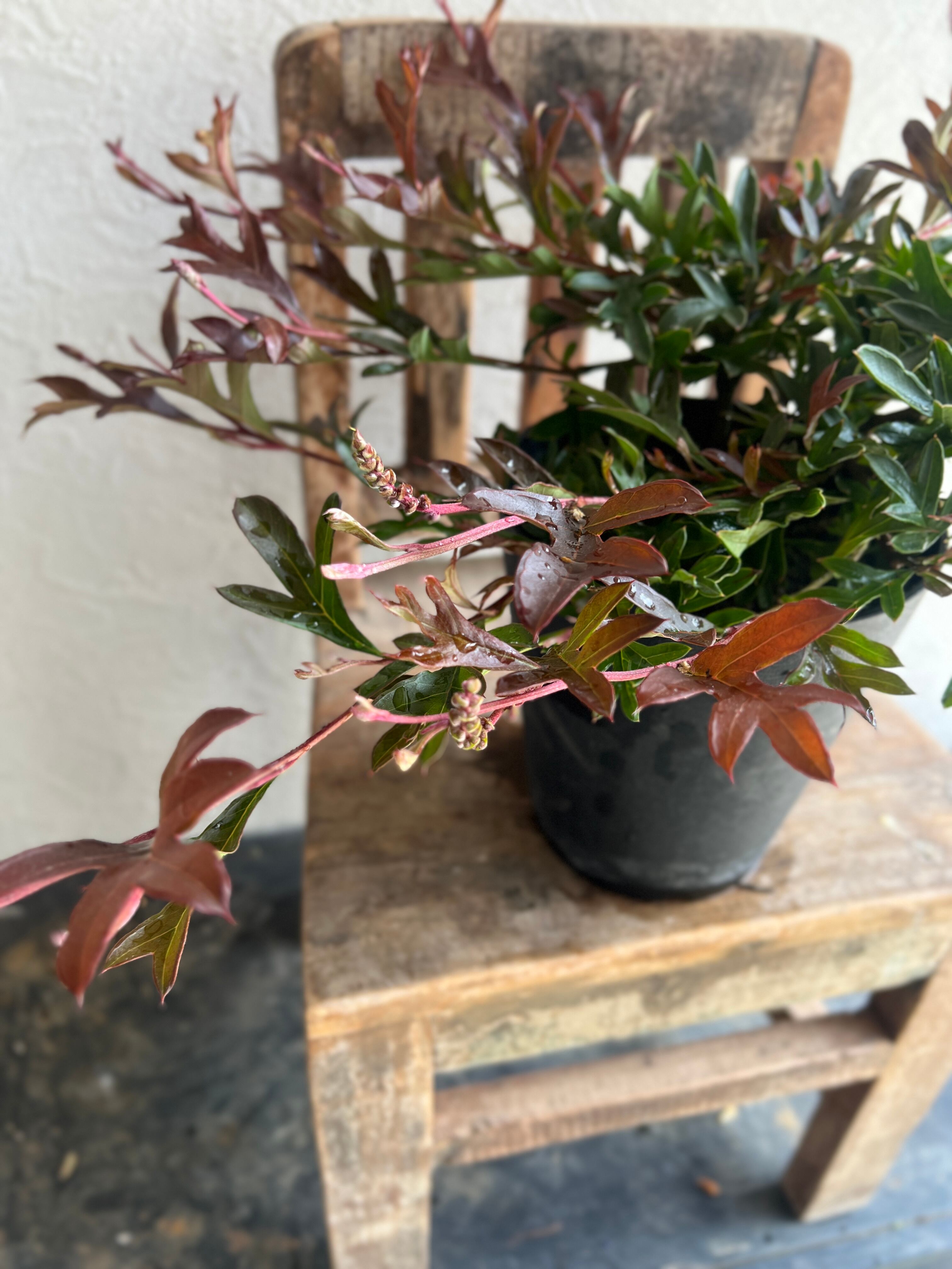 グレビレア ガウディチャウディ③ | 沼ノ上農園