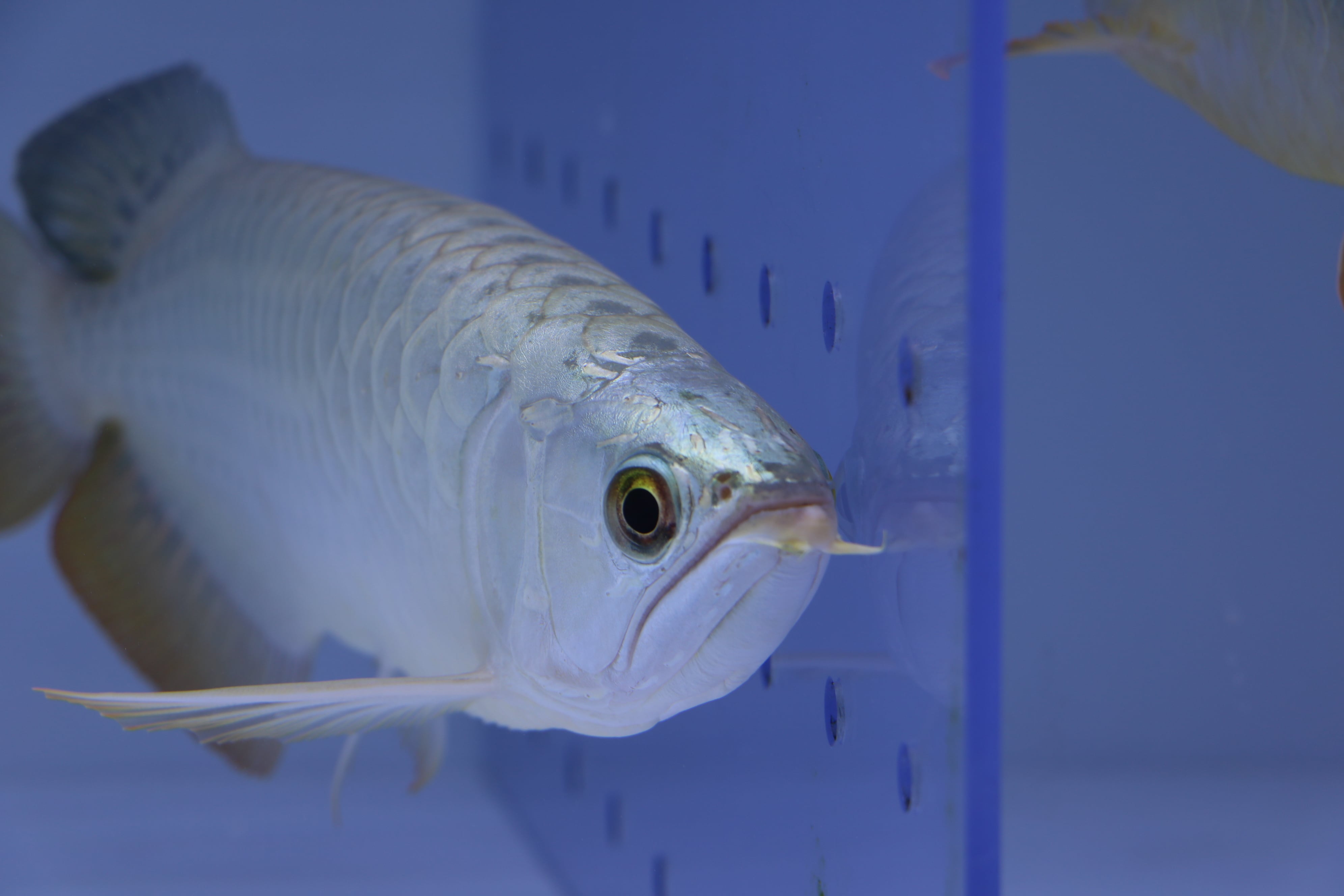 アロワナ 過背 スモールファーム