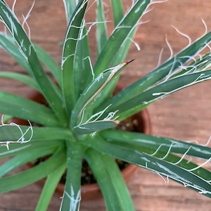 多肉植物　アガベ 滝の白糸（Agave schidigera）A