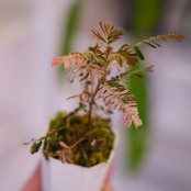 Phyllanthus urinaria 'Pink Variegated'│フィランサス・ウリナリア ピンク斑入り│観葉植物