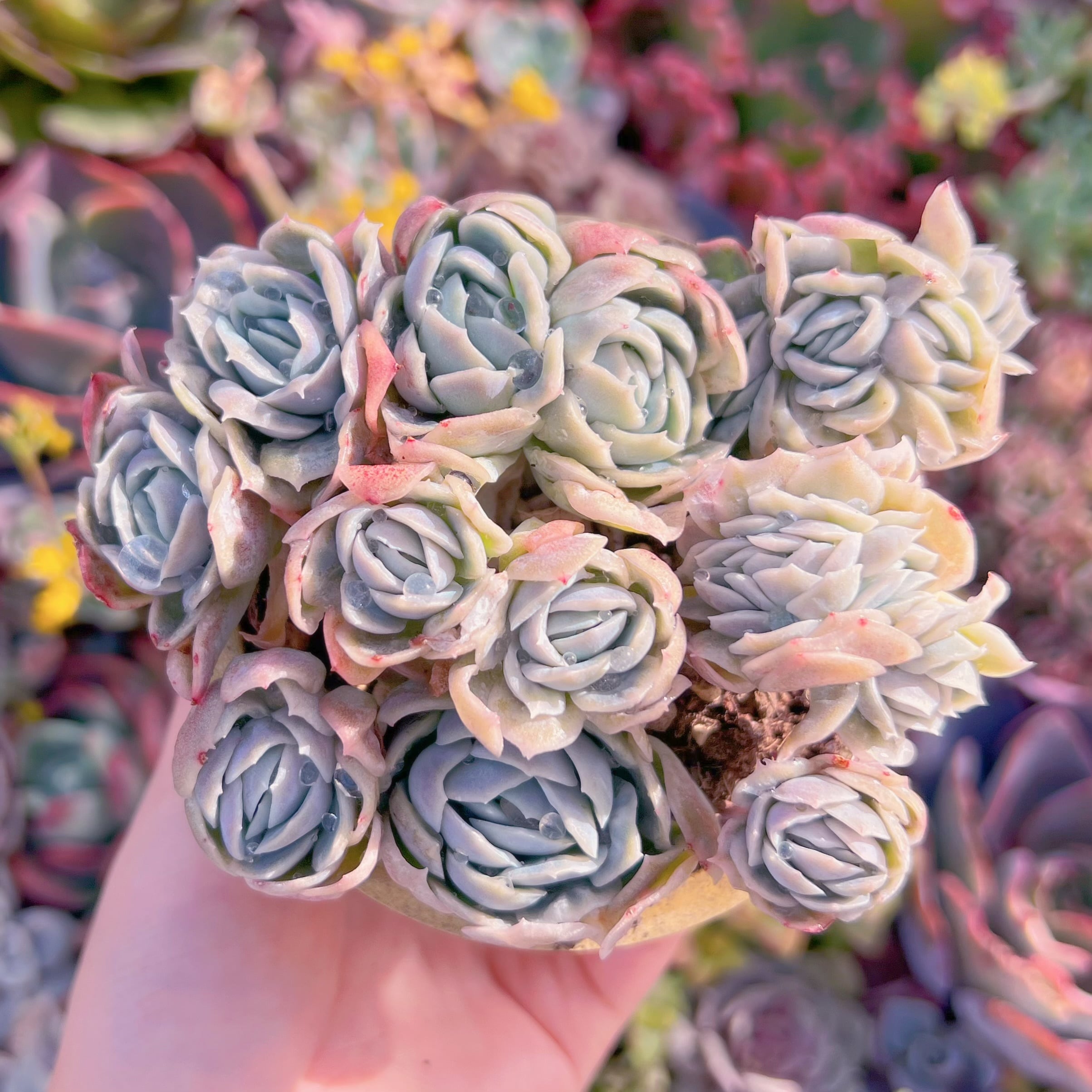 現品　bubble skirt#A036 　群生　るる農園