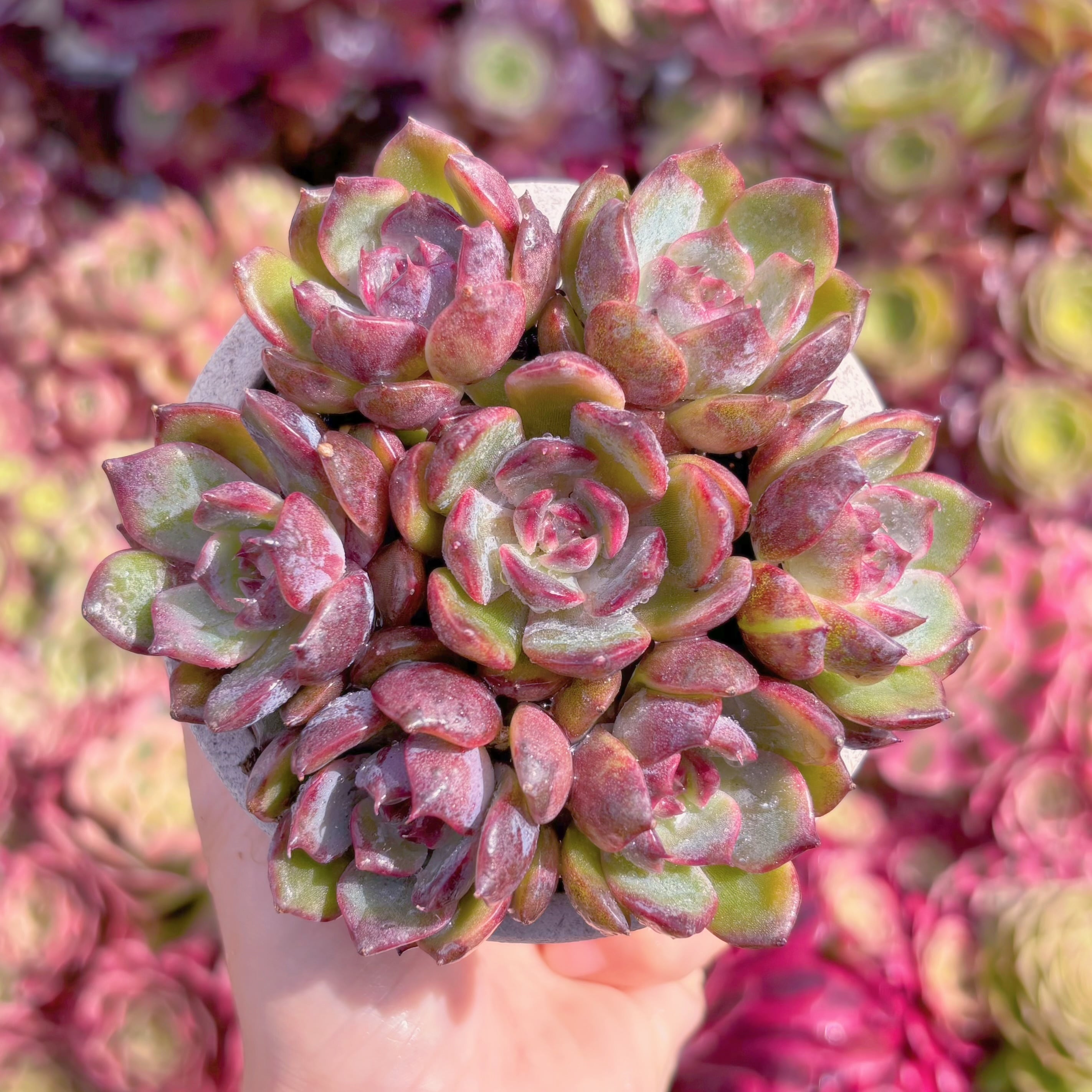 多肉植物　Black pink(7苗)　新入荷　るる農園
