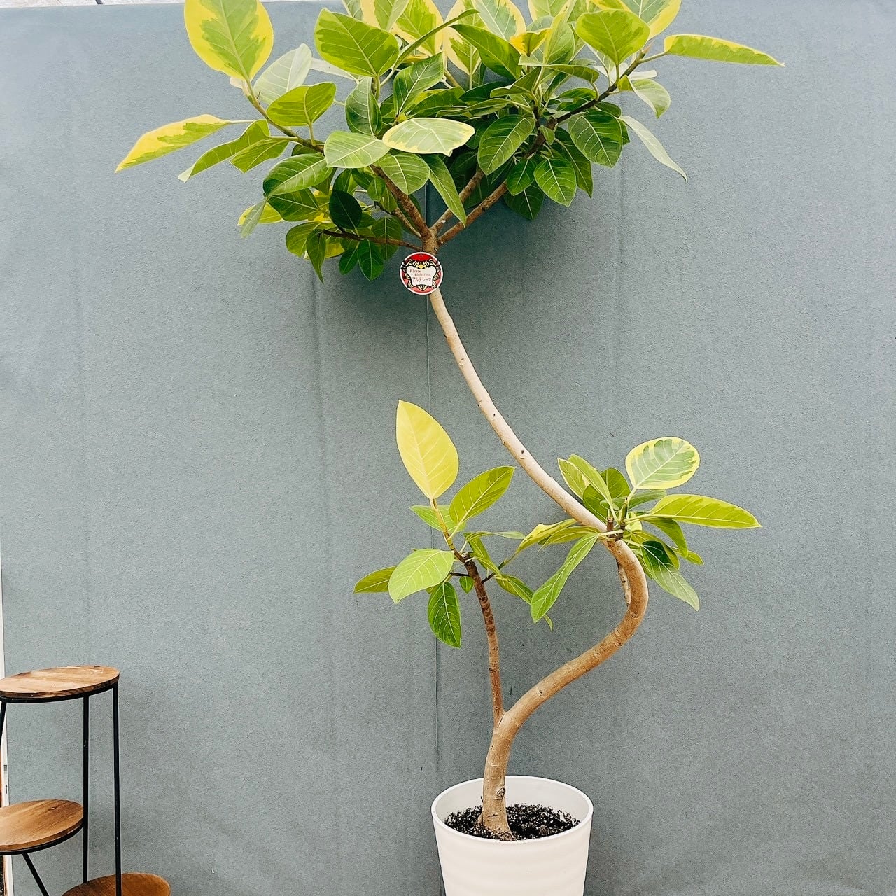 現品］4番 フィカス アルテシマ 10号 観葉植物 室内 大型 特大 ゴムの
