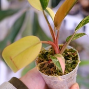 フィロデンドロン・レッドコンゴ④│Philodendron Red Congo