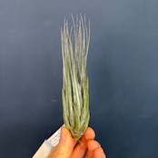 チランジア ピニフォルミス【320】