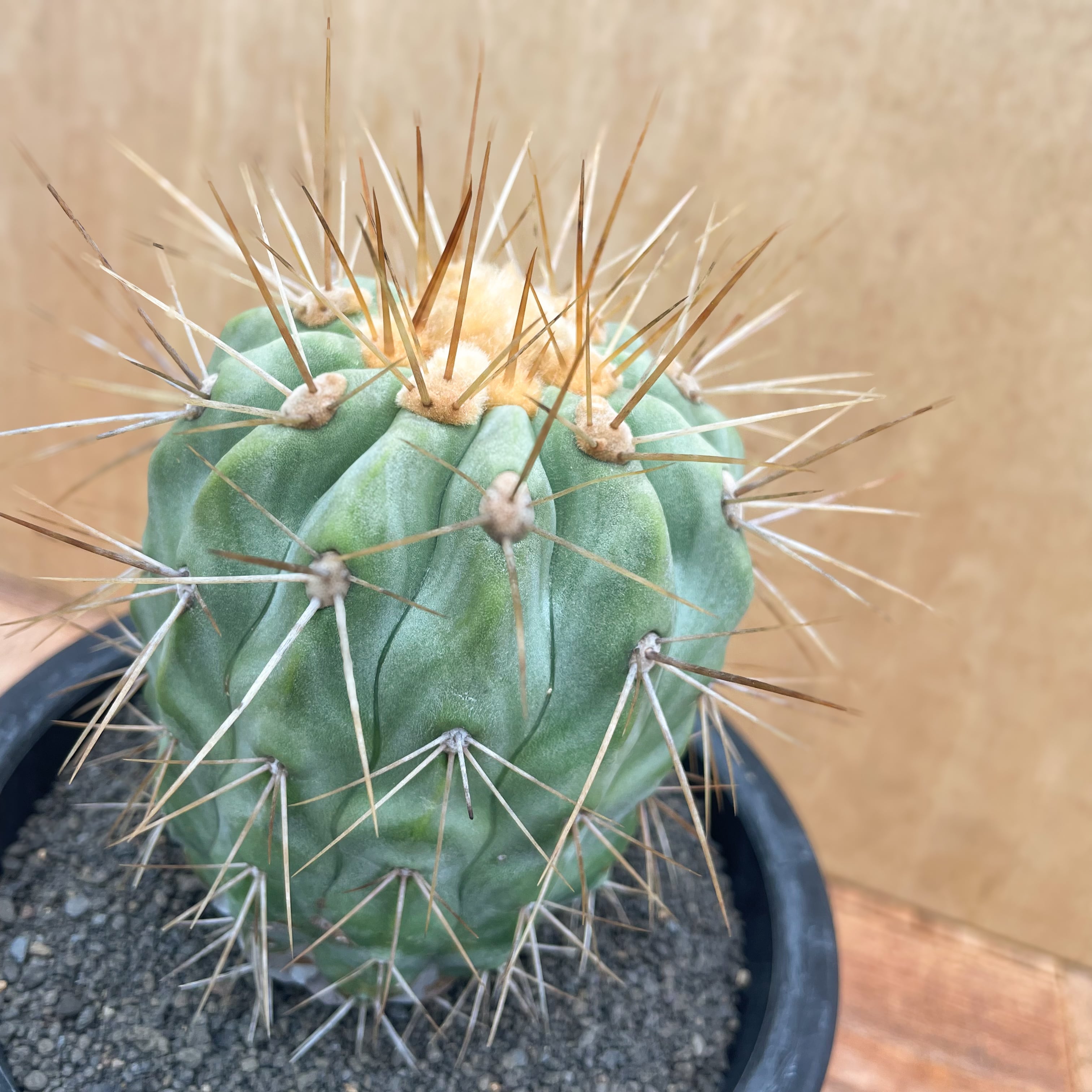 Copiapoa gigantea【コピアポア・ギガンティア・実生】 | RIMO