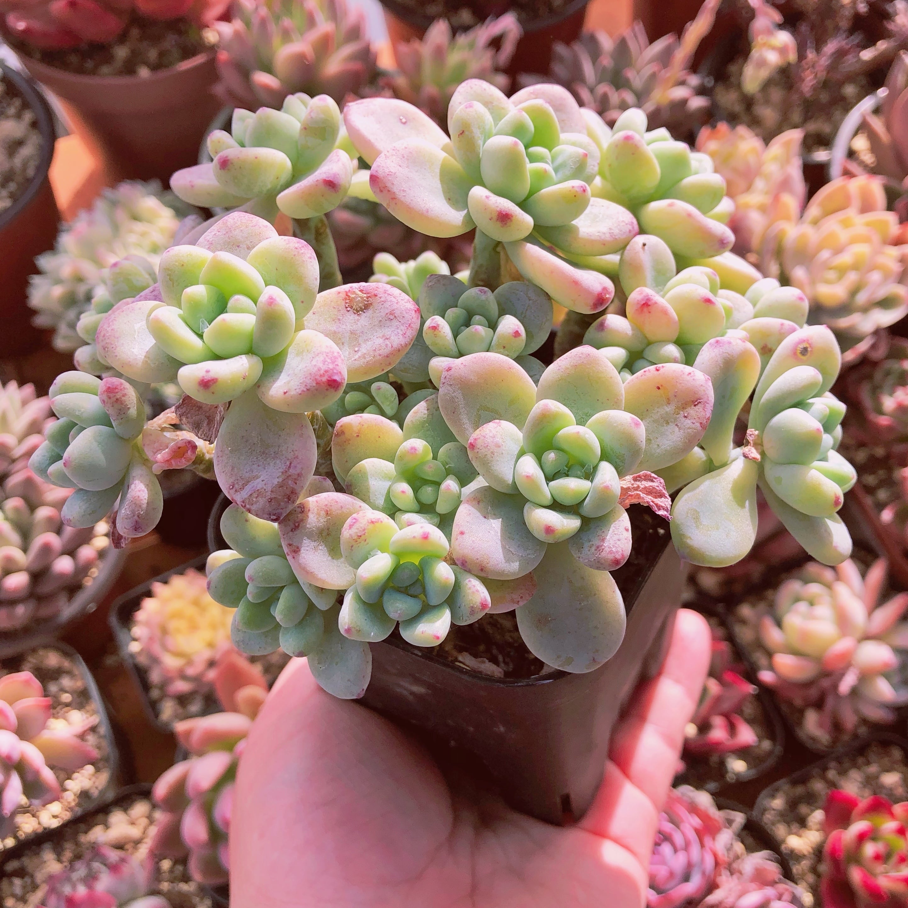 多肉植物 ラウル 特大群生 抜き苗 | るる農園~多肉植物専門