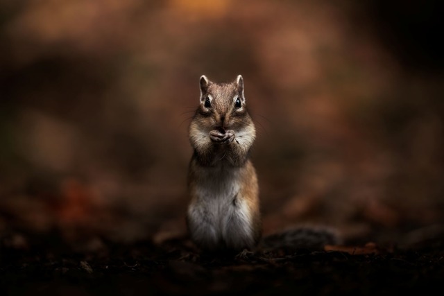 【KOKO Photo artwork】秋立つ／Welcoming autumn