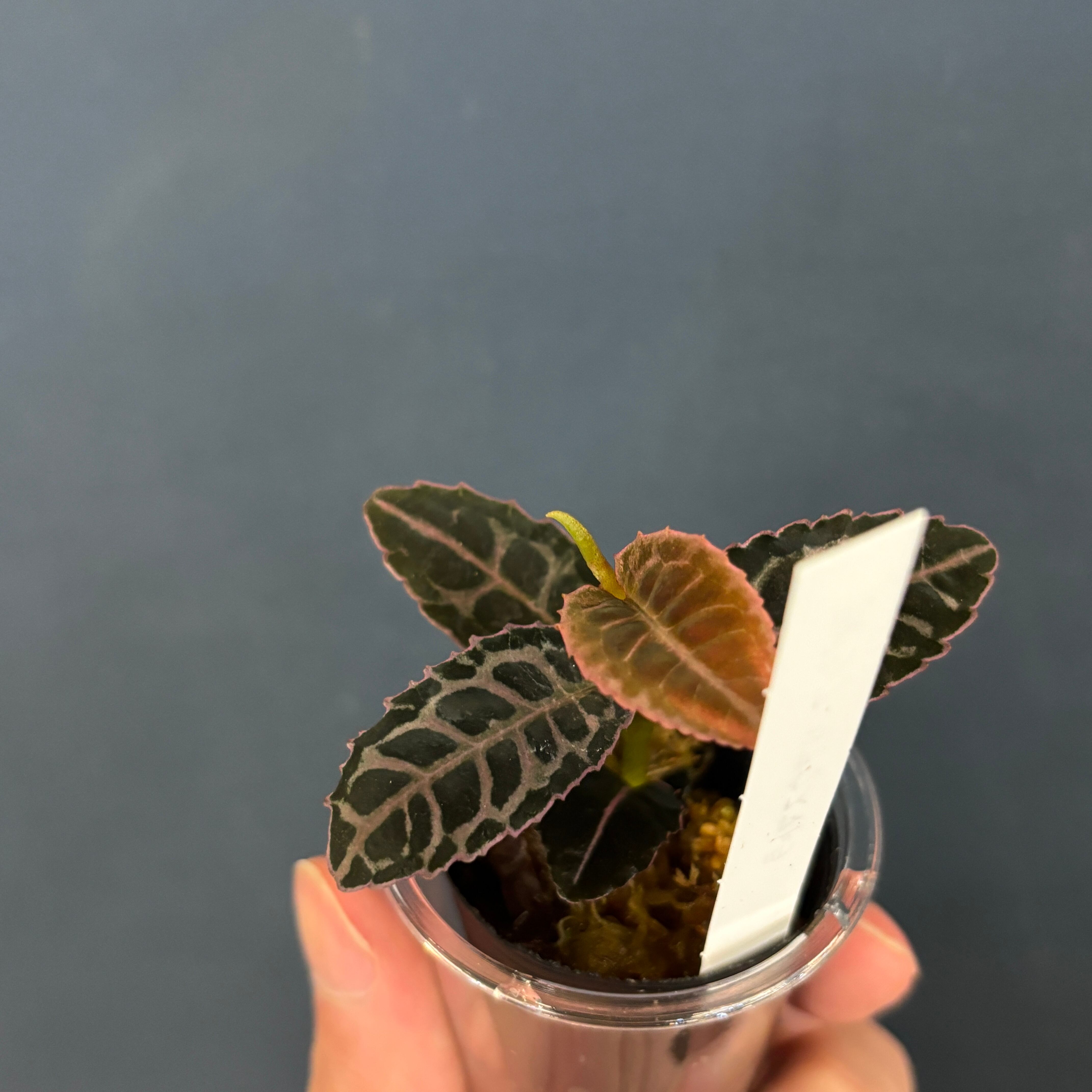 ラビシア リアウスマトラ【534】 | PROTOLEAF プロトリーフ