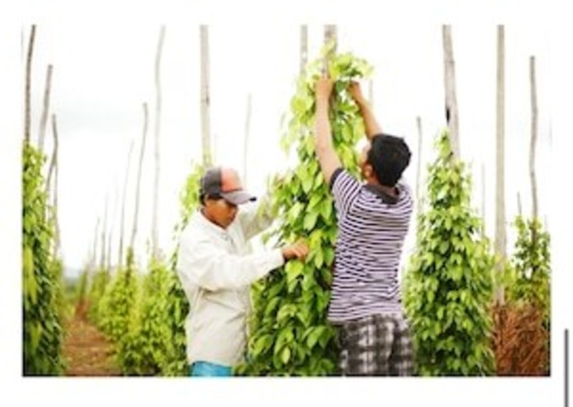 倉田さん情熱の白胡椒