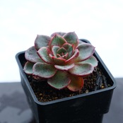 カット苗 フィニー Echeveria 'Finney'