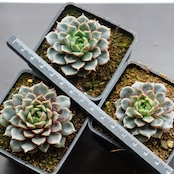 カット苗 ユアンフア Echeveria 'Yuanhua'