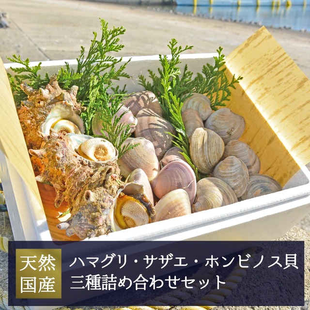 2026年2月6日（金）発送【厳選】国産ハマグリ・サザエ・ホンビノス三種詰め合わせセット