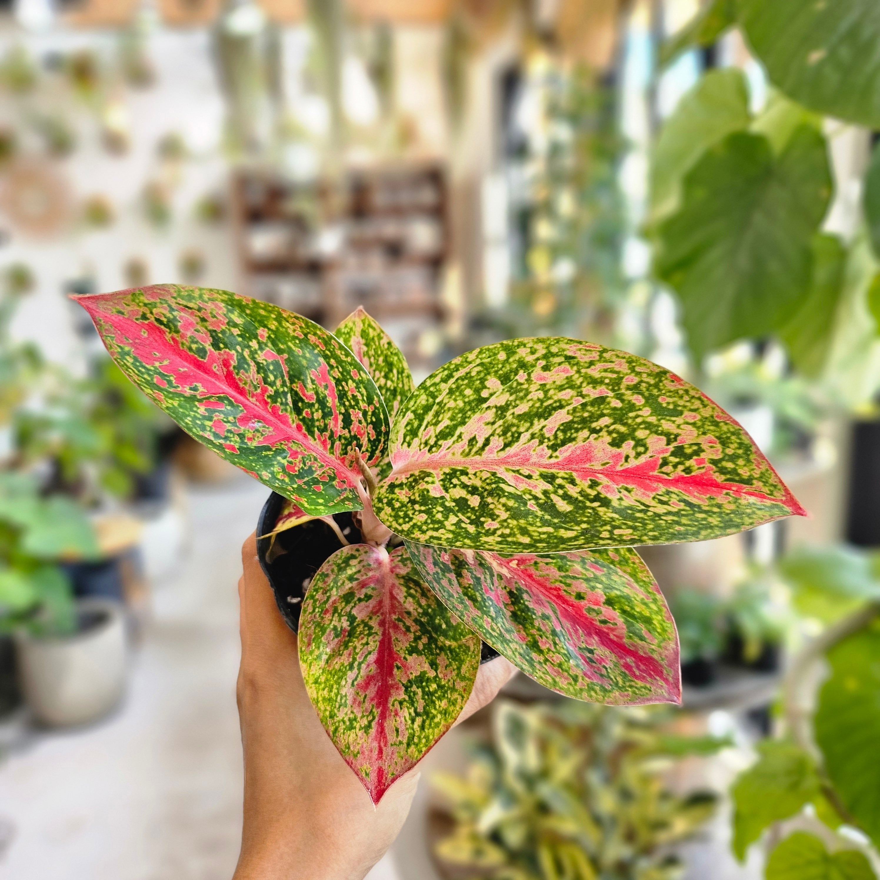 アグラオネマ ファイヤーワークス | Plants Baka