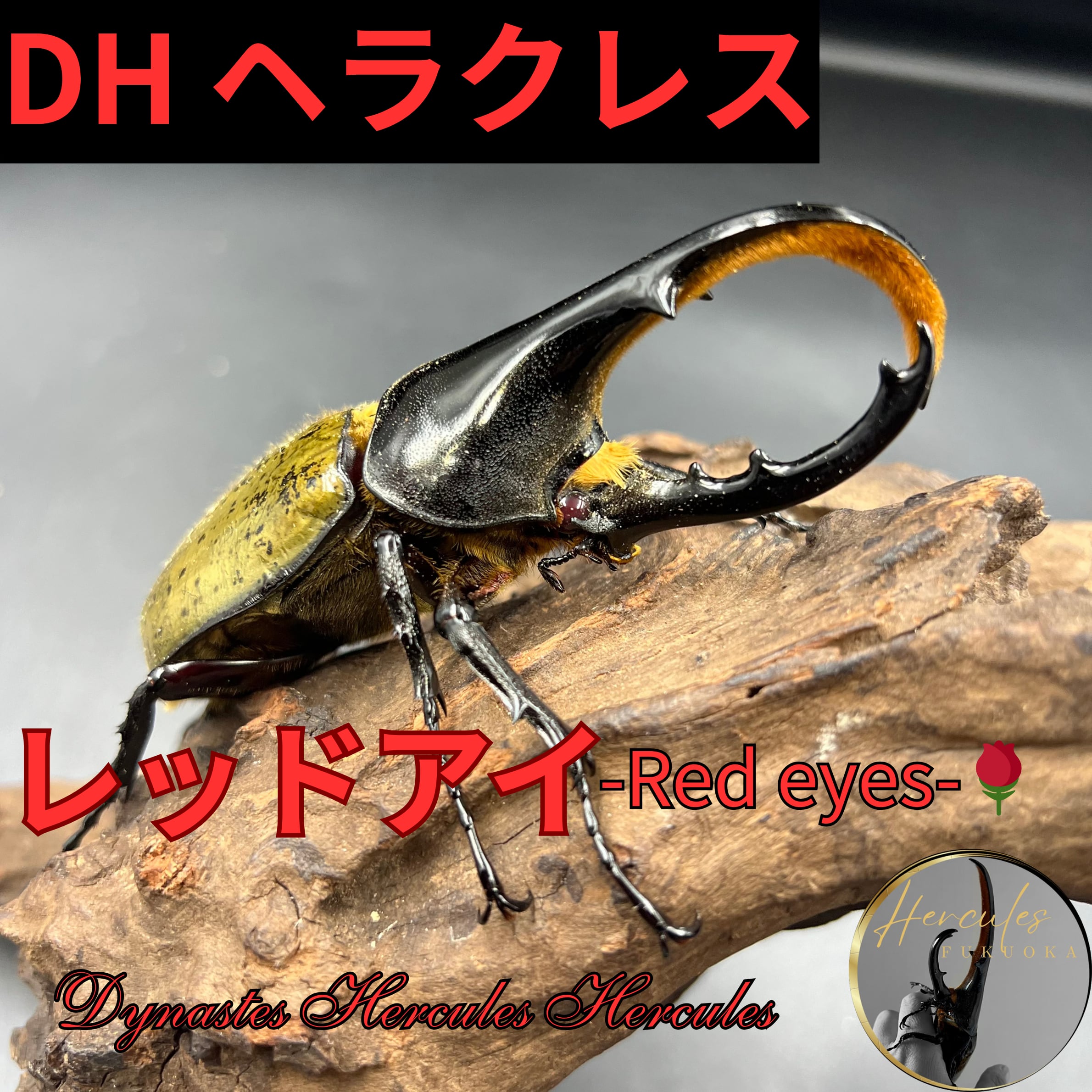 DHヘラクレスペア⑫ 149mm×64mm