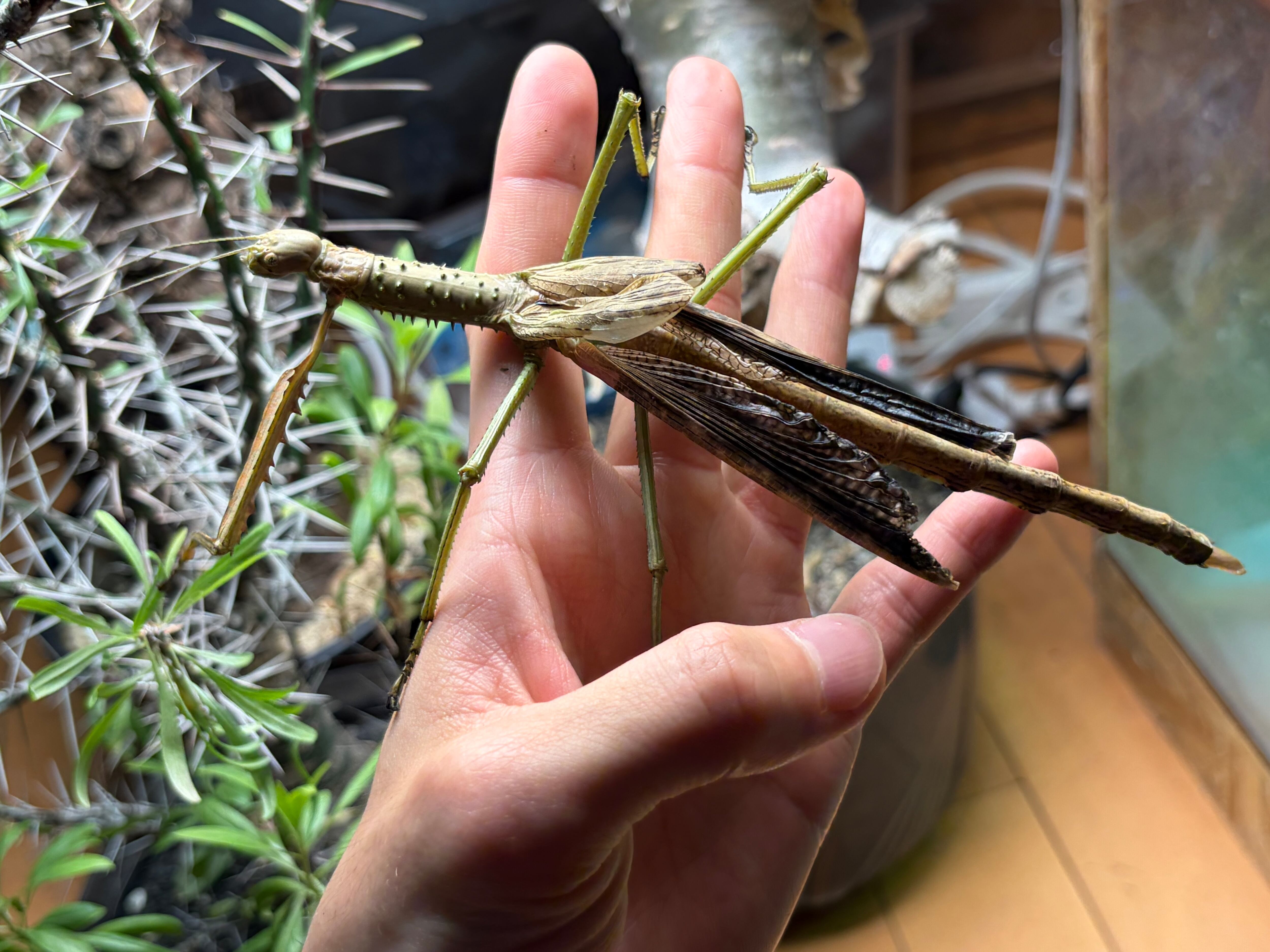 LAST成虫ペア】ウルフィングナナフシ コノハムシカマキリマンティス