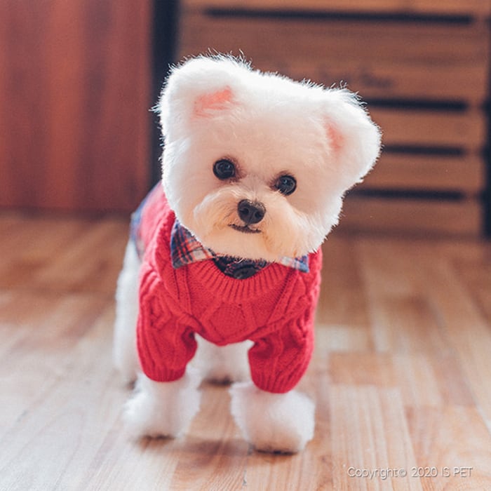 【SALE】シャツレイヤードニット S ~ XL 2color  /  犬の服 秋冬 新作 シンプル シャツ 犬服 トップス 可愛い ドッグウェア 長袖 小型犬 中型犬