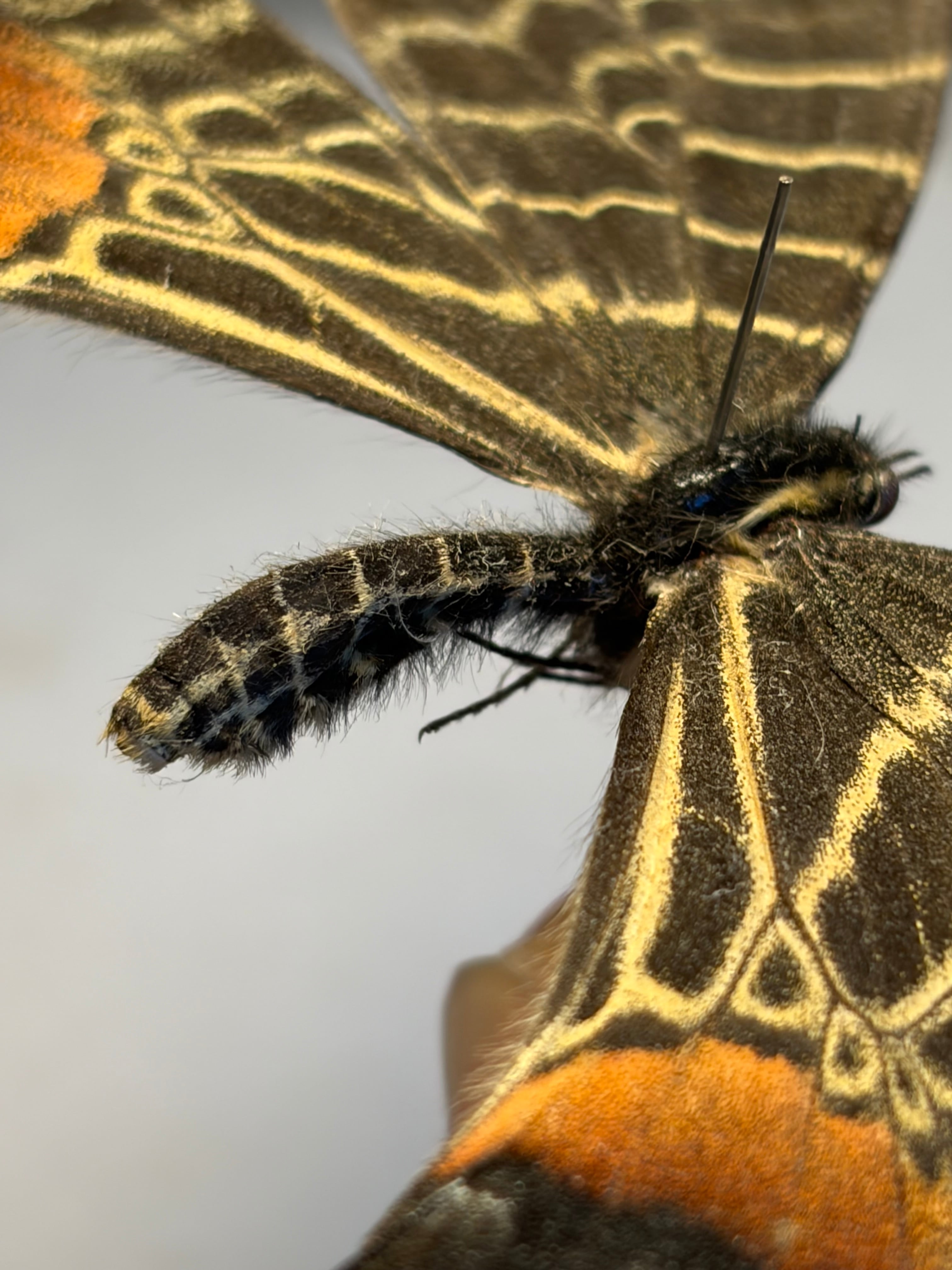 巨大C品】シボリアゲハ モルフォ蝶 蛾ピカソモスモルフォチョウMorpho