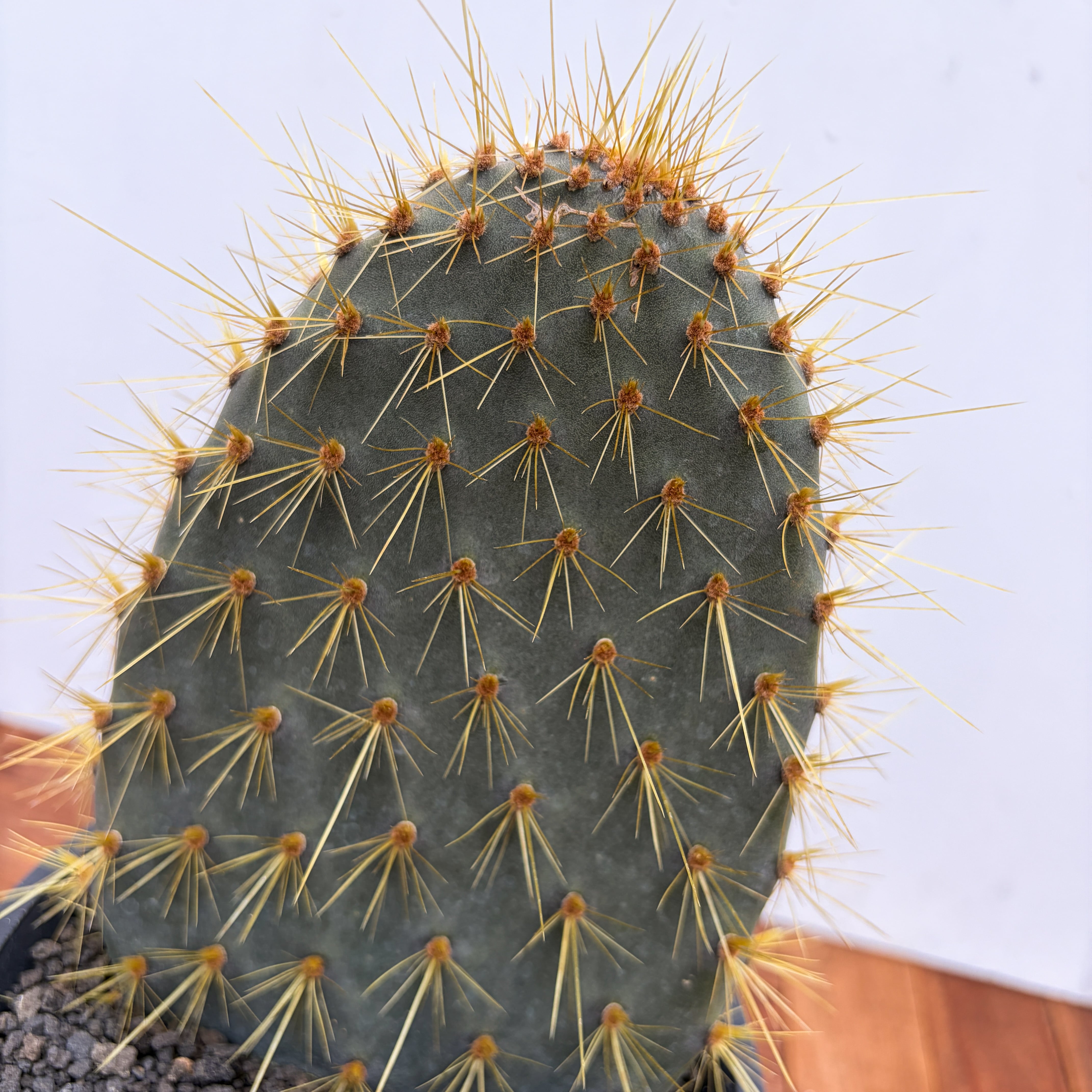 Opuntia galapageia【オプンチア・ガラパゲイア・黄刺】 | RIMO'S