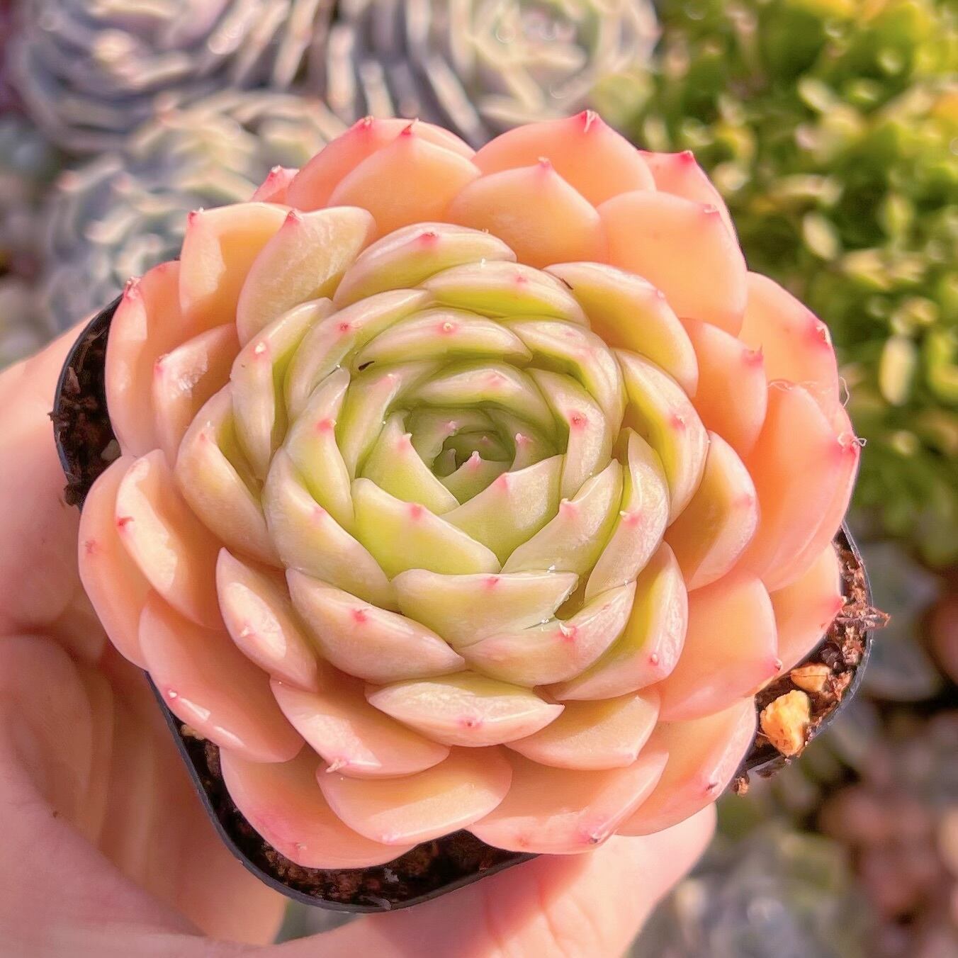 現品　オンスロー#863   るる農園