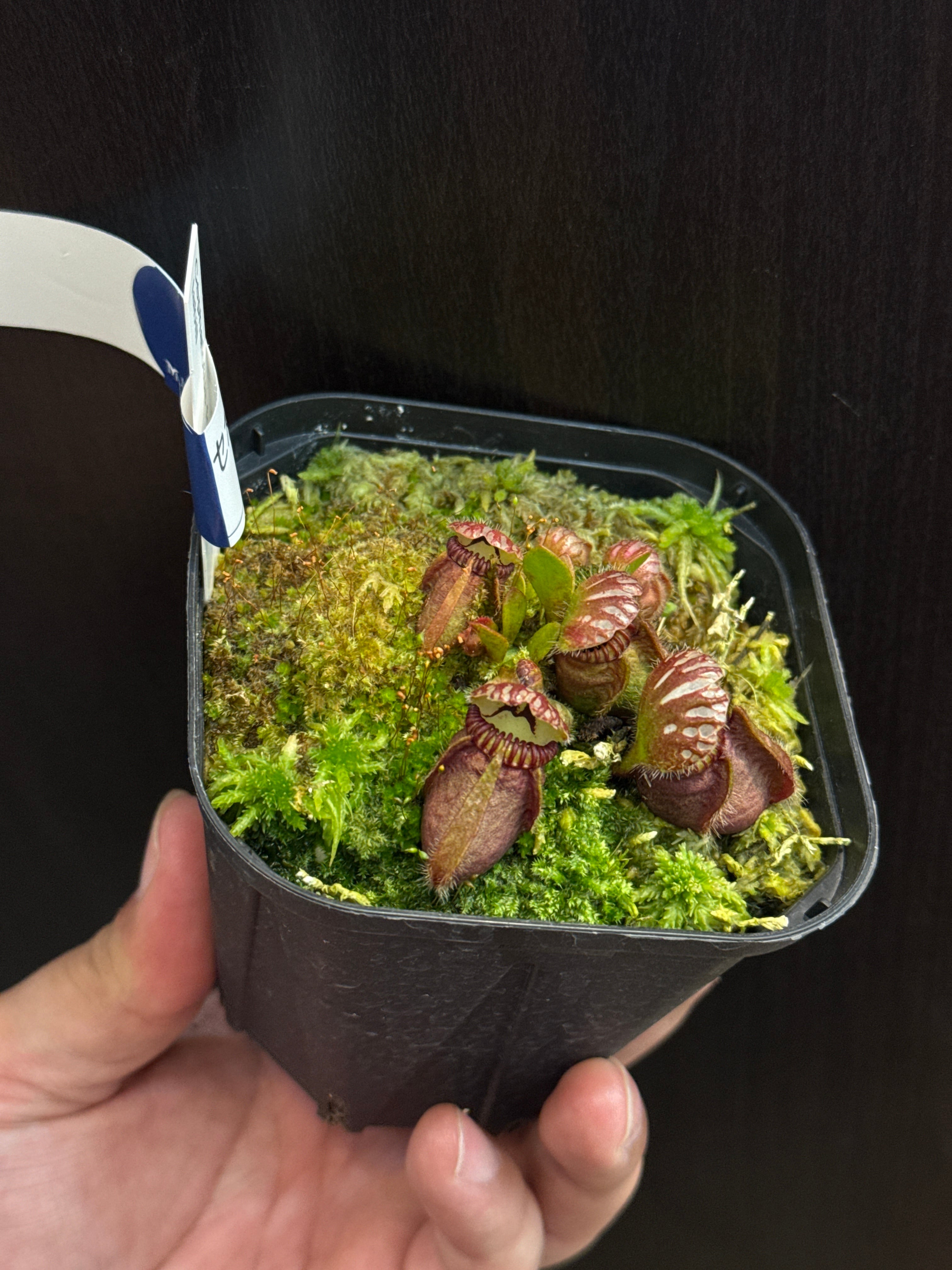 ②セファロタス フォリキュラリス | Gardenえん 【観葉熱帯植物】