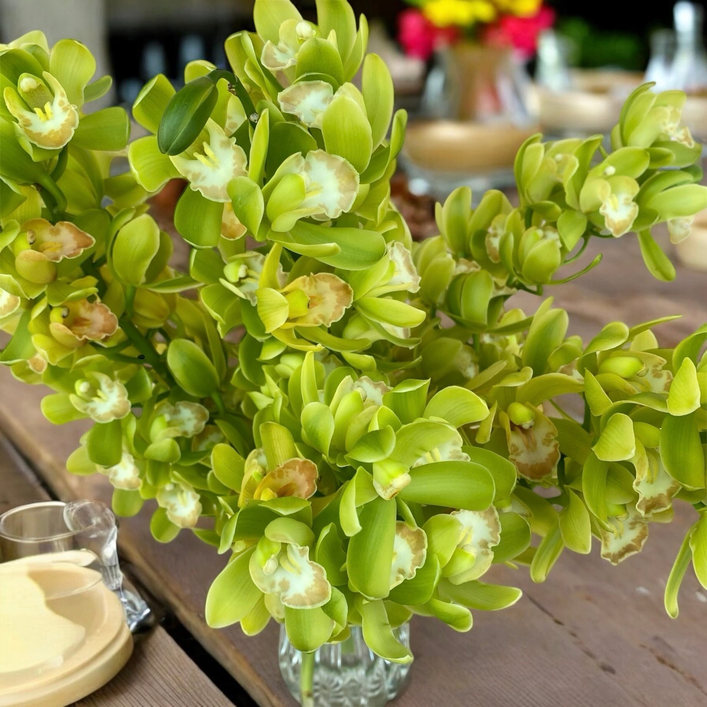 シンビジューム、ストック切花 esprio fleurs paris】【 切花最高等級『秀等級』シンビジウム