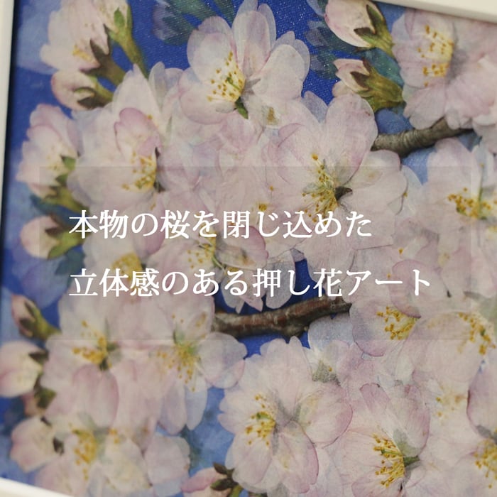 本物のお花の押し花アート｜桜（ソメイヨシノ）フレームギフト | 庄村