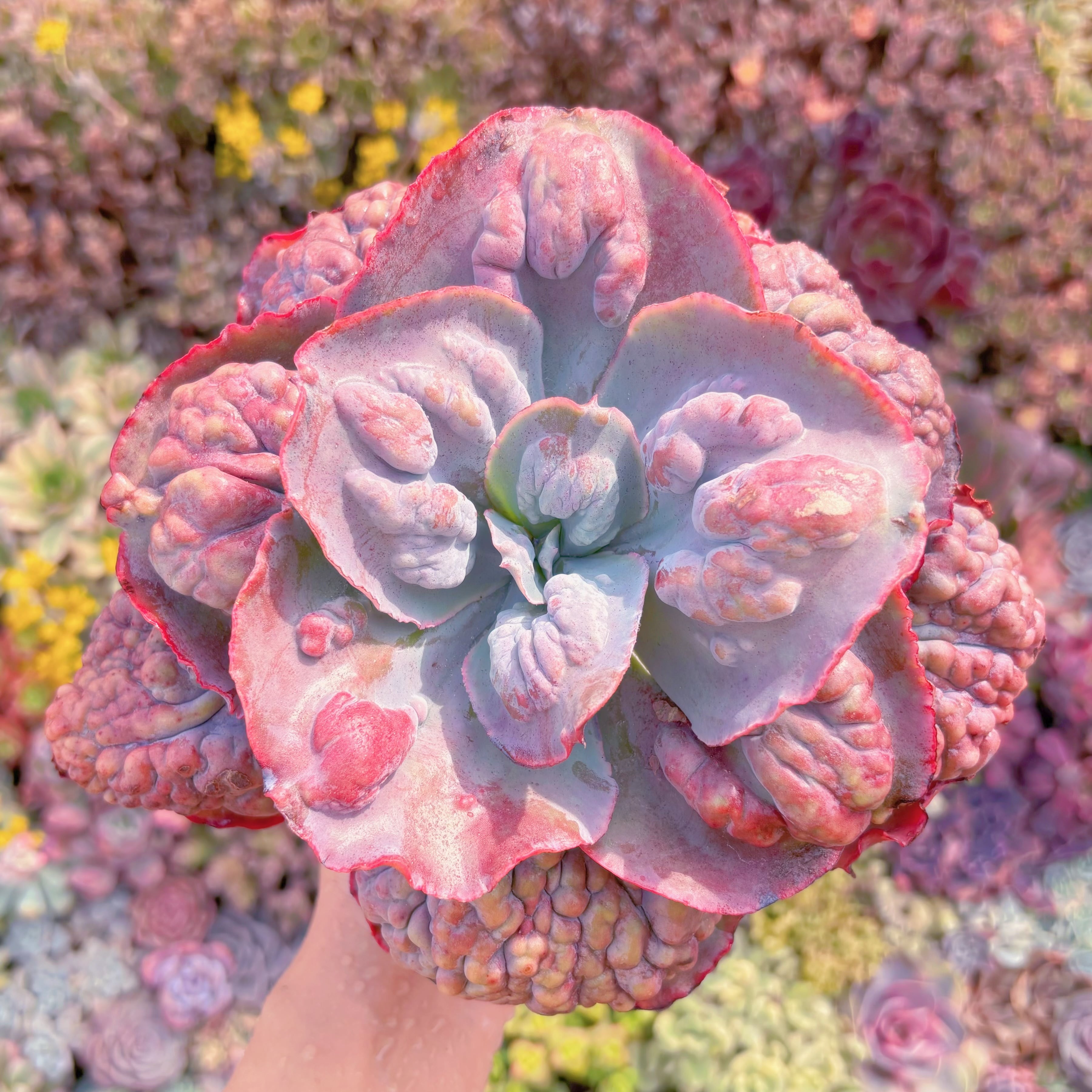 現品　紫春夢#A042　大苗　るる農園