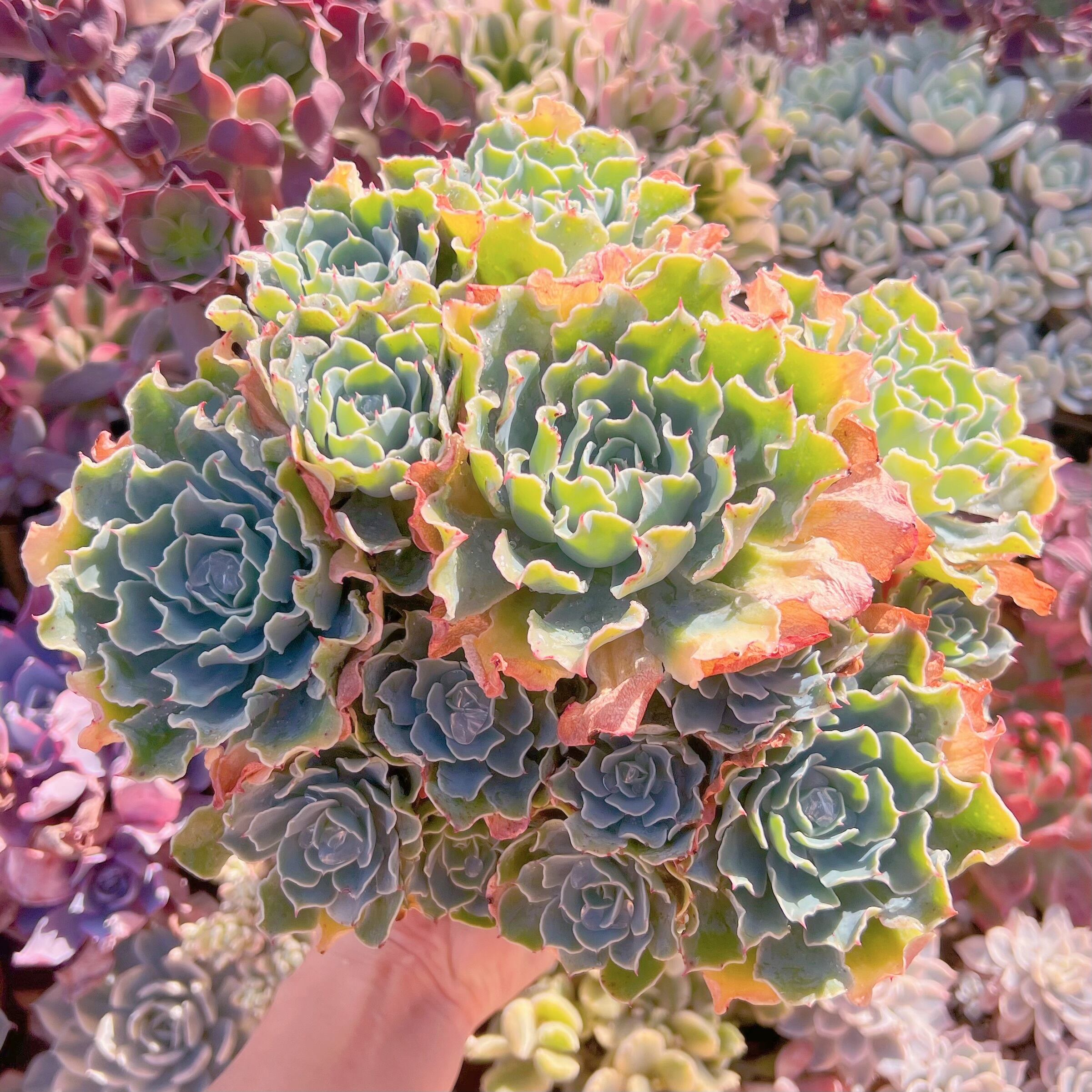 現品　Tsunami#1152　新入荷　レア特特大群生25cm以上　るる農園