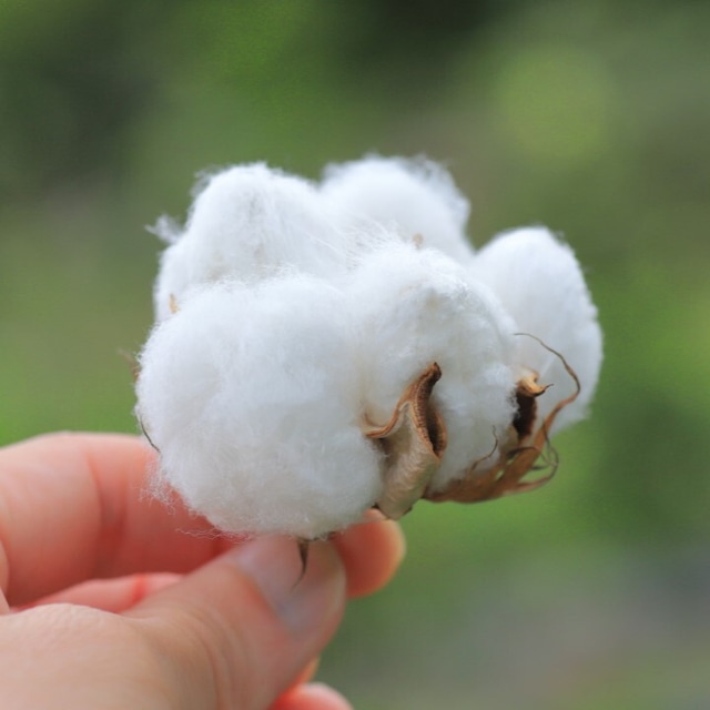 雨天中止【2023年11月11日開催】いといがわコットンプロジェクト：綿花の畑でコットンを収穫しよう♪