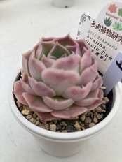 【現物商品】hyalina,Santo Domingo（実生選抜）②