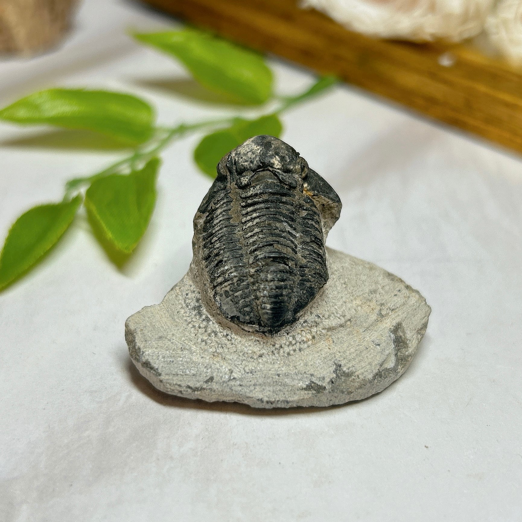 アンモナイト 化石 検 恐竜 三葉虫