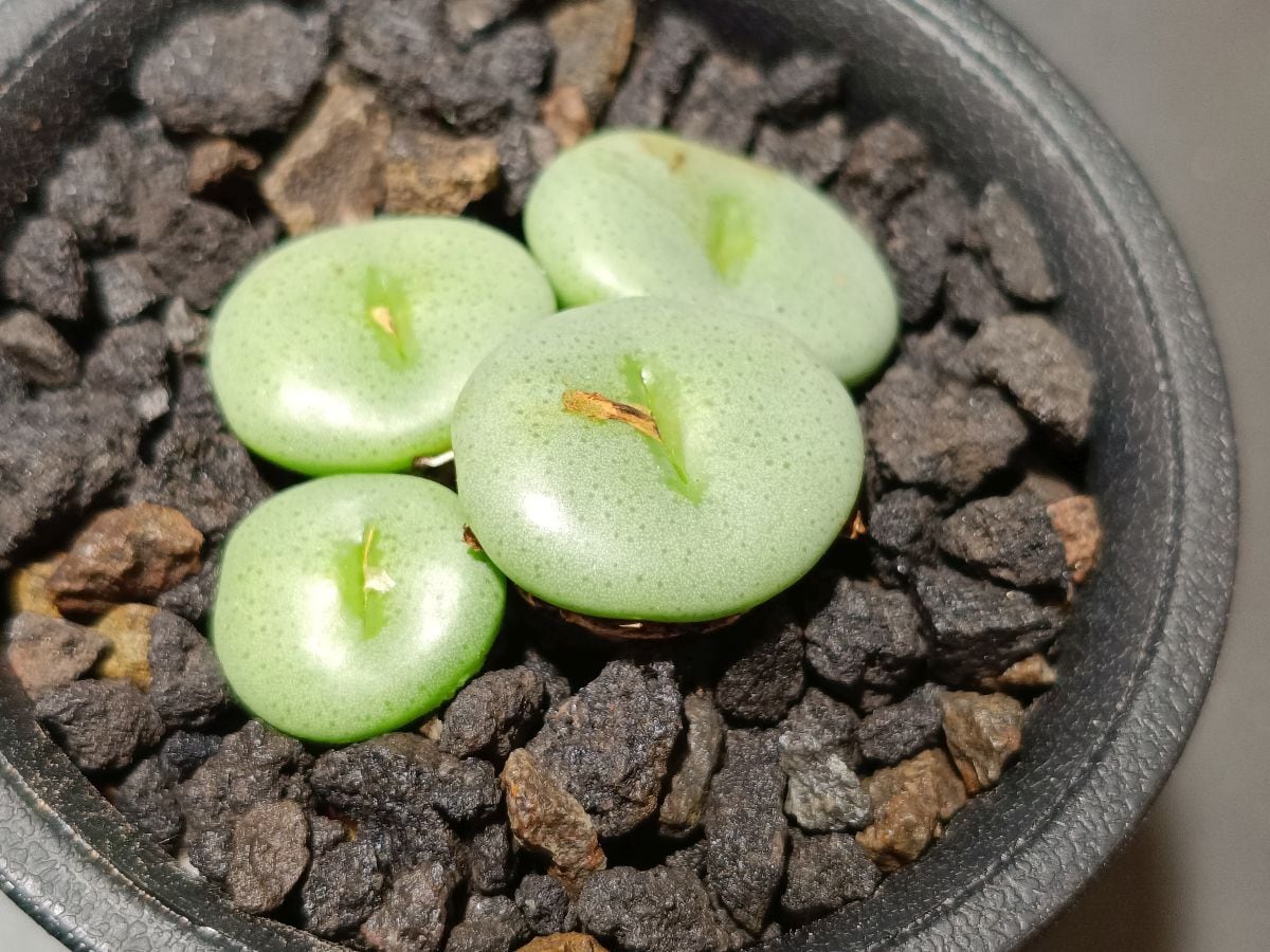 Dyckia 'Dakota' Seedling (F1) ディッキア ダコタ 実生 管理No.21