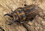 《ソウラニセネブト 16mm ♂♀♀トリオ》