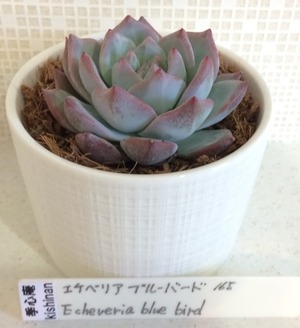 季心庵(kishinan) 多肉植物 エケベリア ブルーバード Echeveria blue bird 韓国苗 きしんあん 165