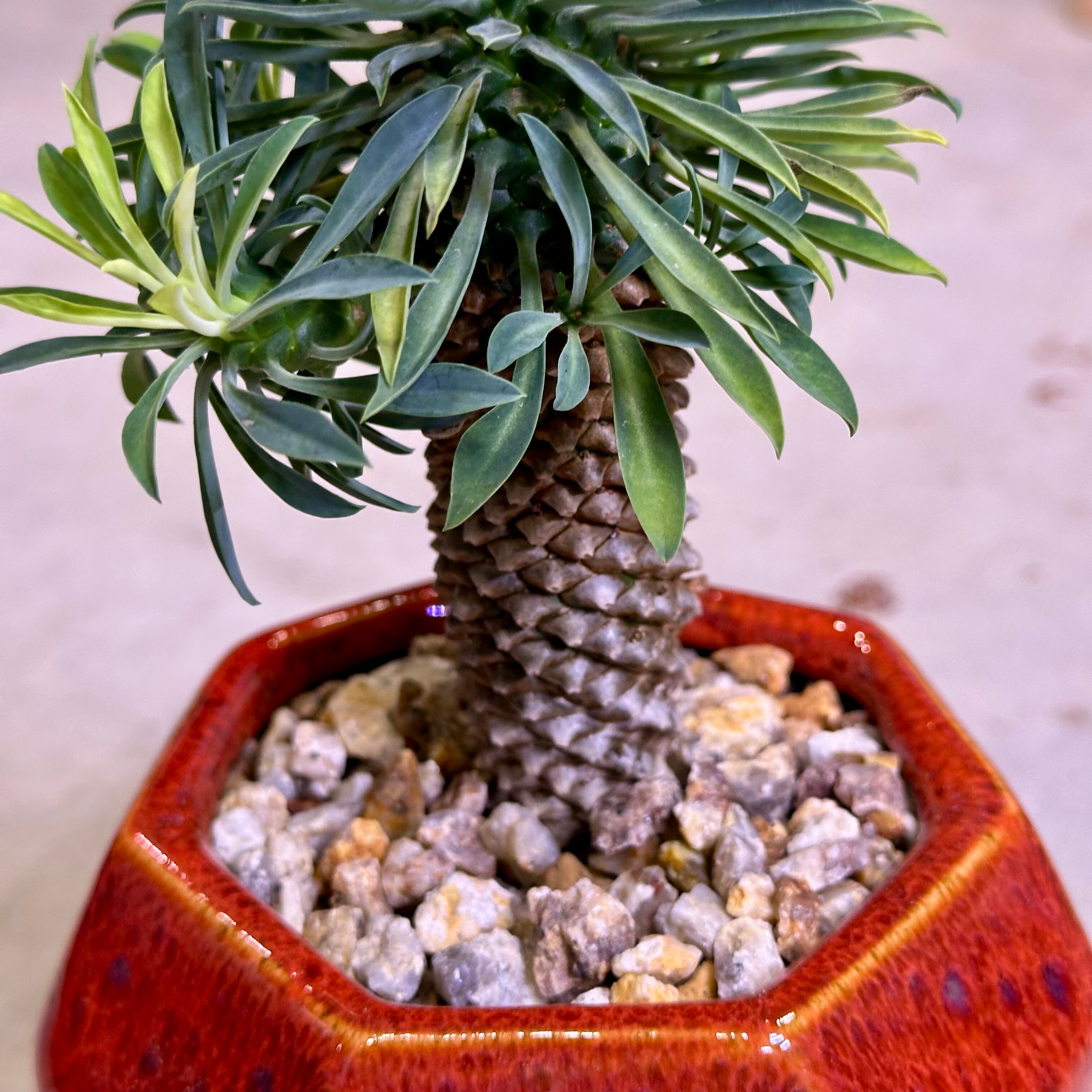 パイナップルコーン（ソテツキリン） | barrelplants_BONSAI