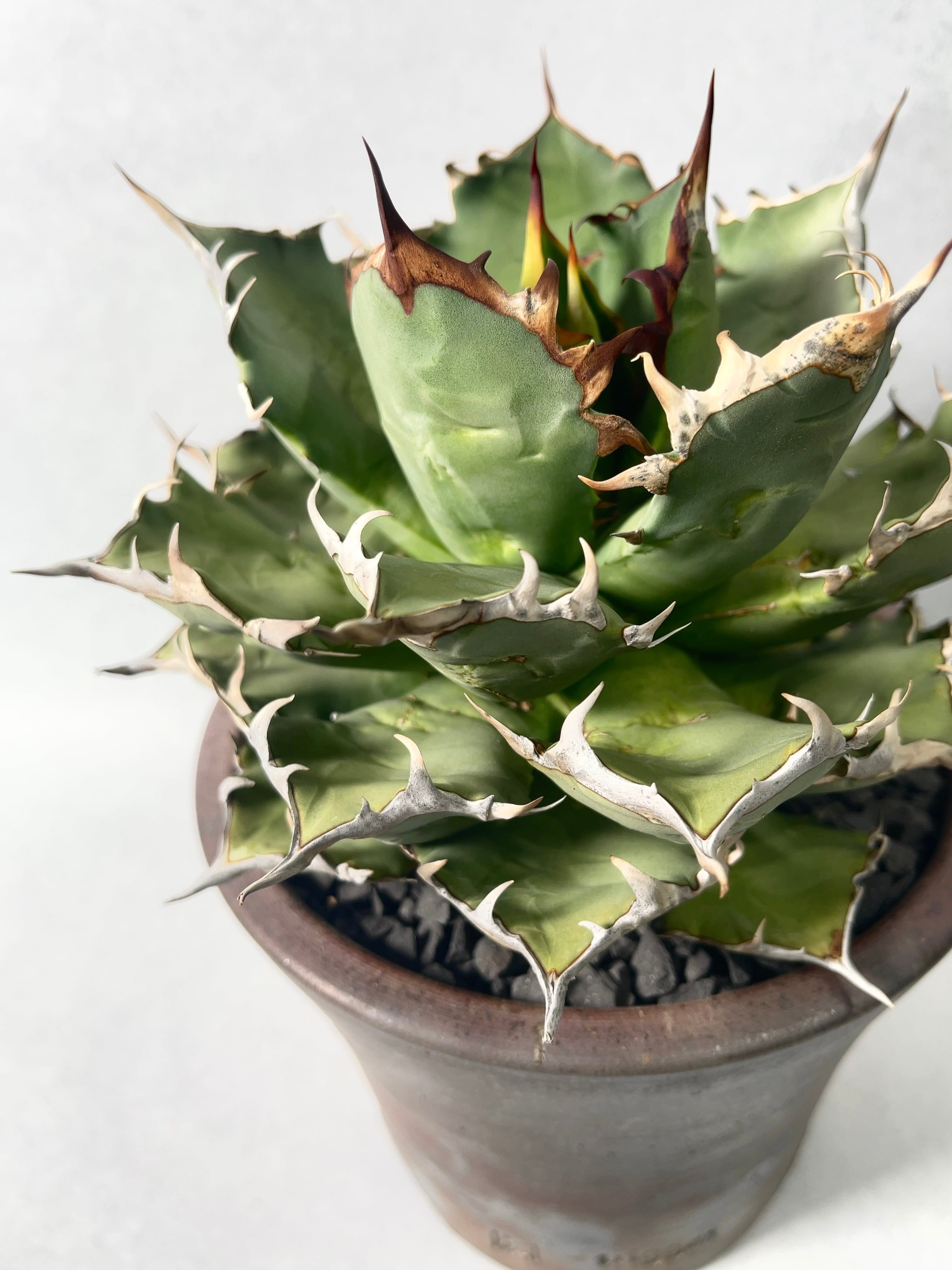 アガベ 鬼爪！ アガベ・チタノタ 鬼爪 小株-004｜agave titanota ghost claw |