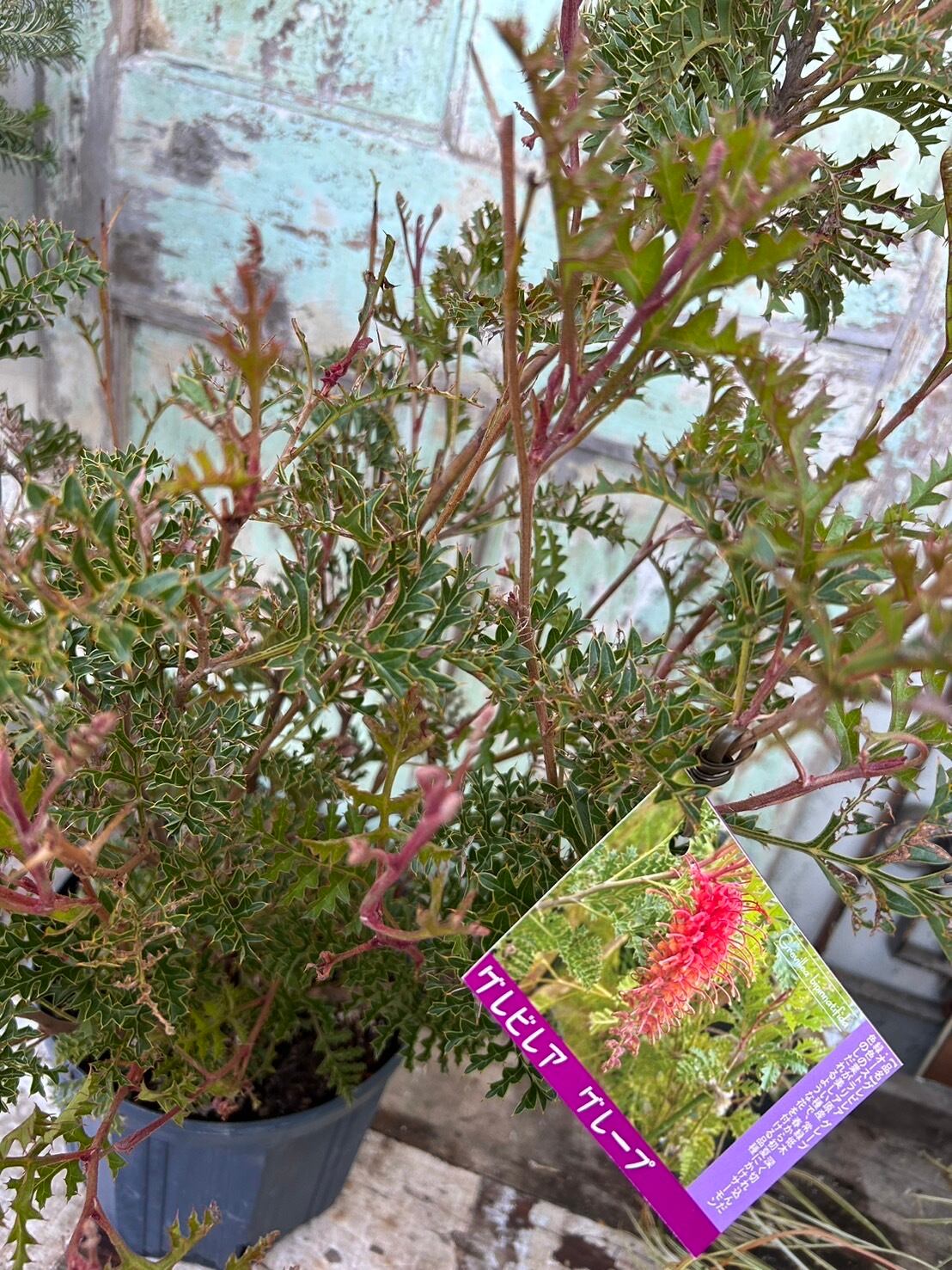 グレープグレビレア① | 沼ノ上農園