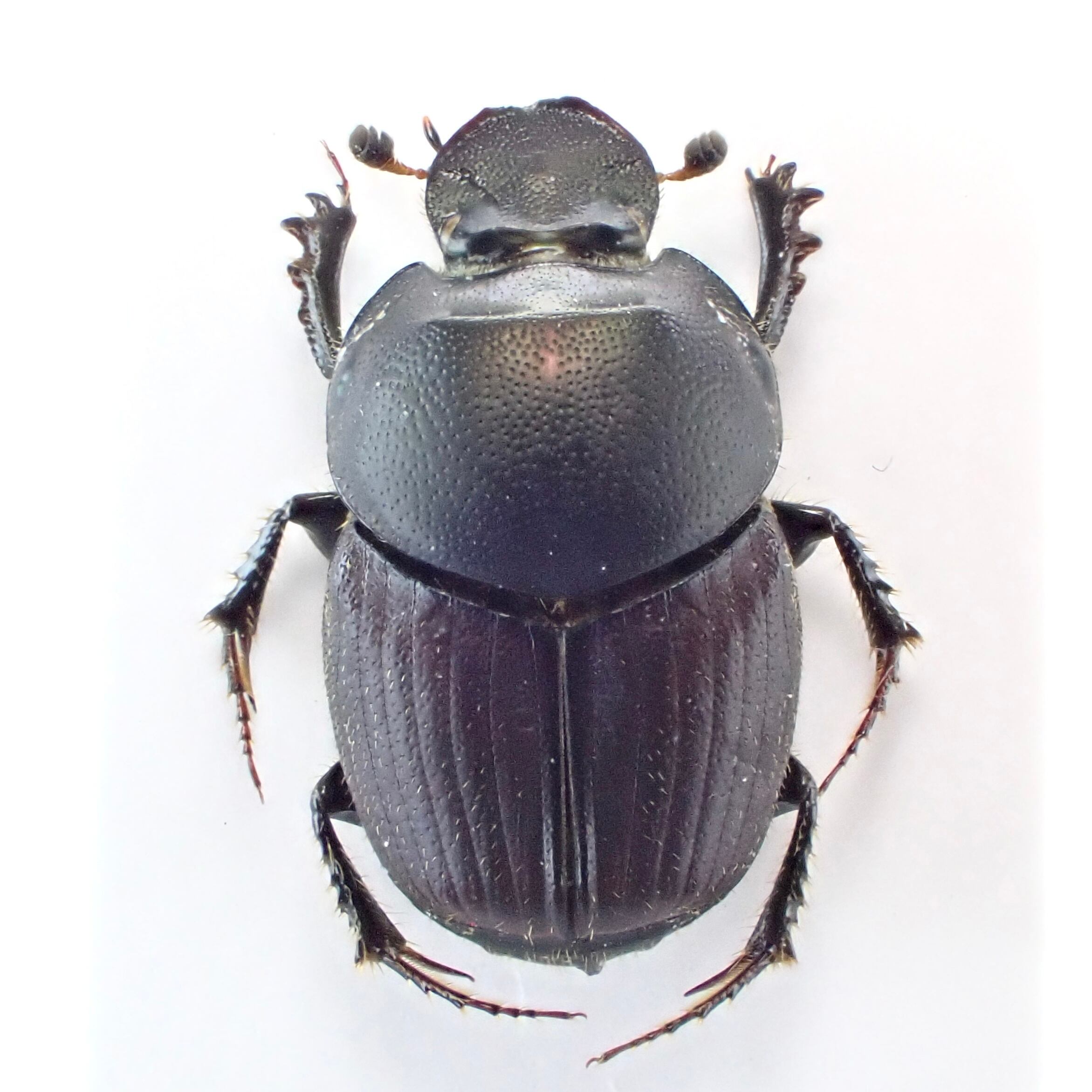 ロシア産 Onthophagus illyricus ♂♀ 10mm/9mm | 昆虫標本 Diggers