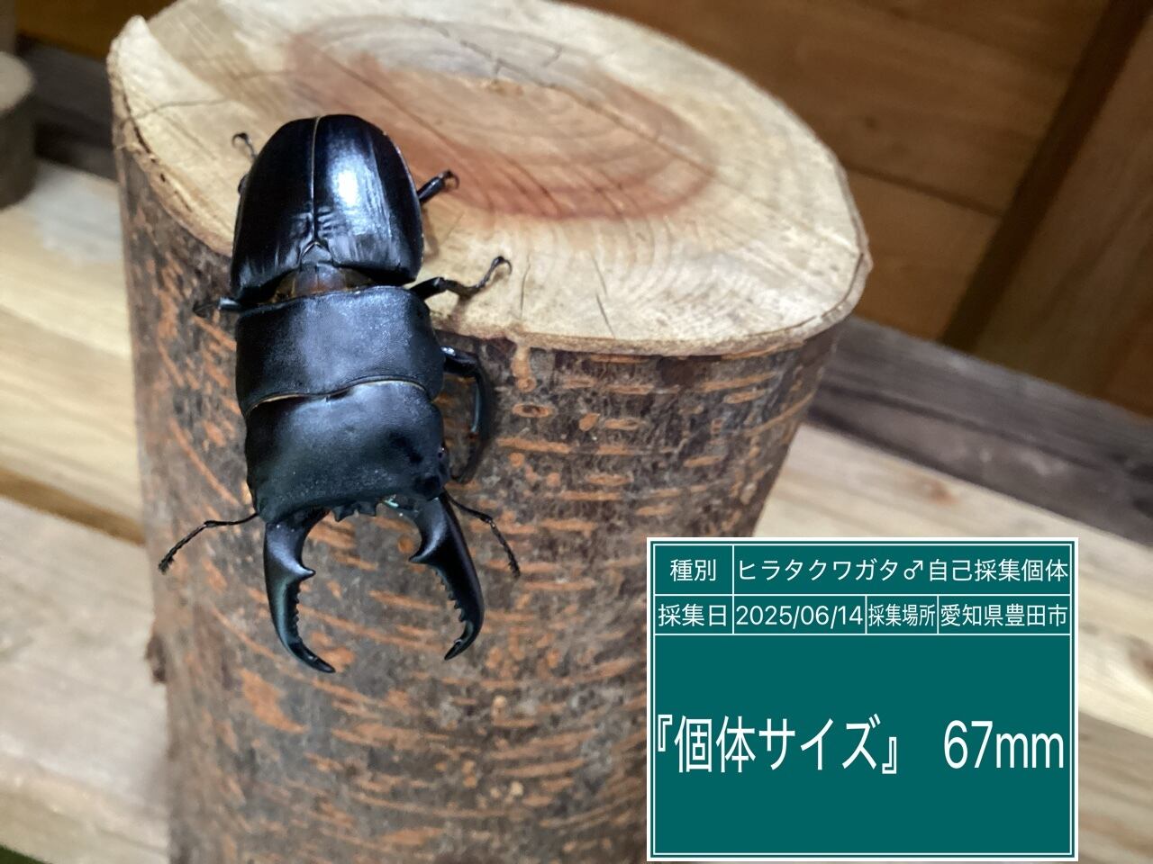 本土ヒラタクワガタ愛知県産ペア NO29 ♂67mm ♀36.5mm | 国産クワガタ