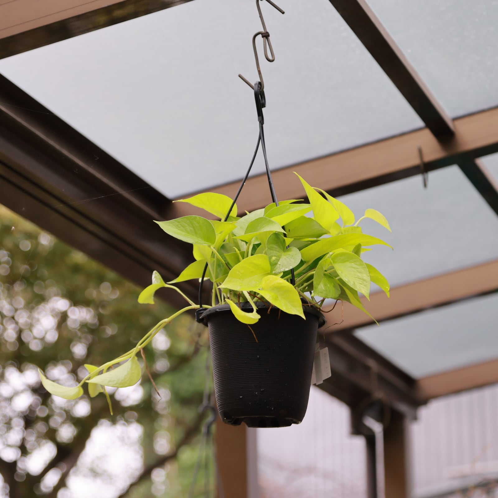 ポトス ライム○初心者の方でも綺麗に育つ 観葉植物 耐陰性植物 強健