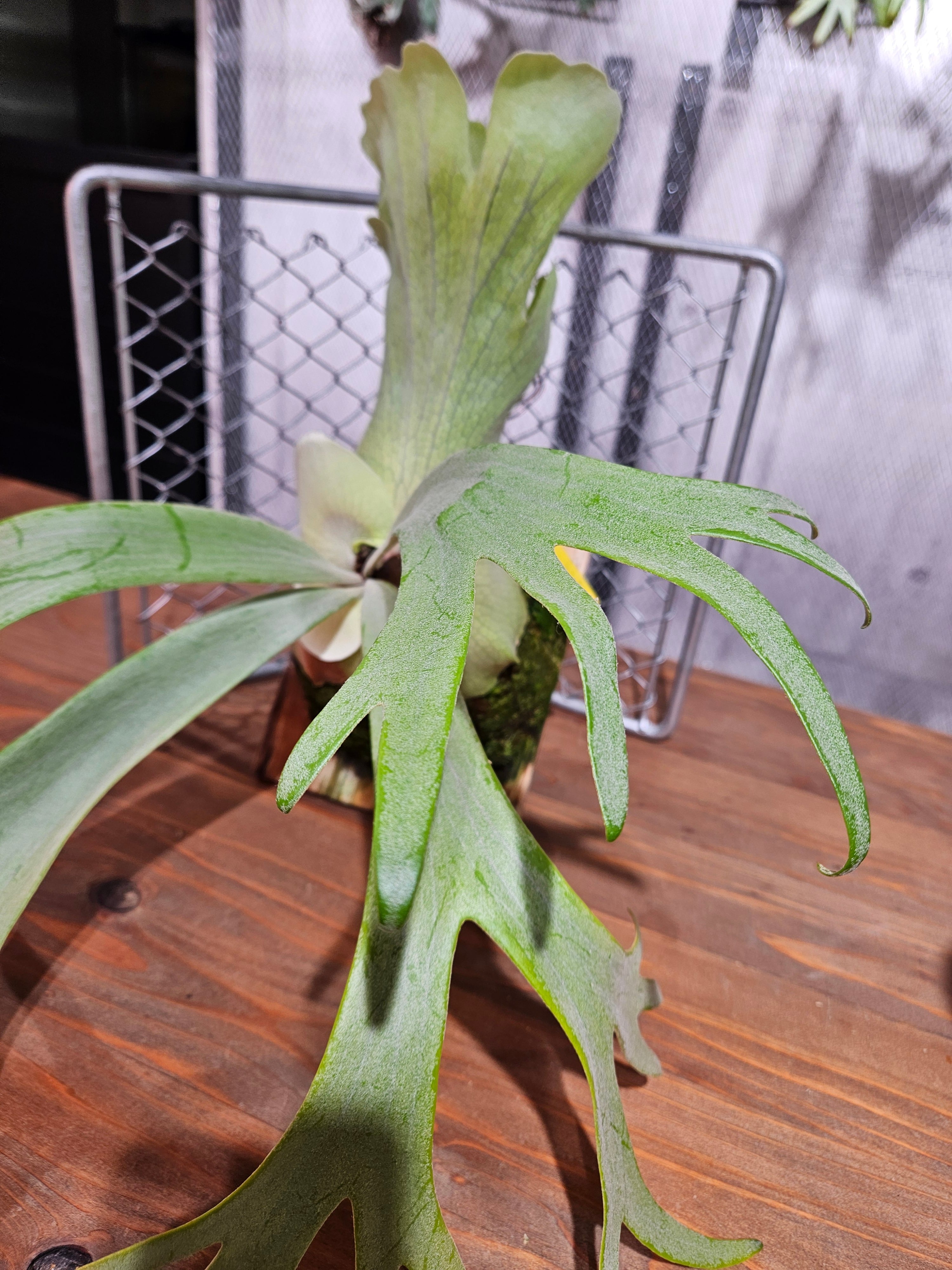 P.willinckii Indo cv. White【artPLANTs/PLANTS GARAGE 】ビカクシダ