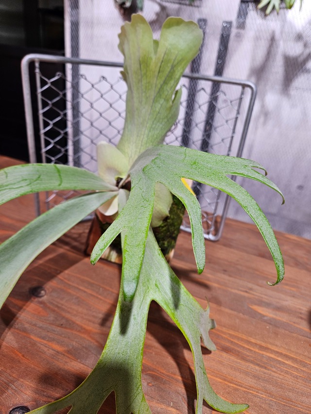 P.willinckii Indo cv. White【artPLANTs/PLANTS GARAGE 】ビカクシダ/Platycerium