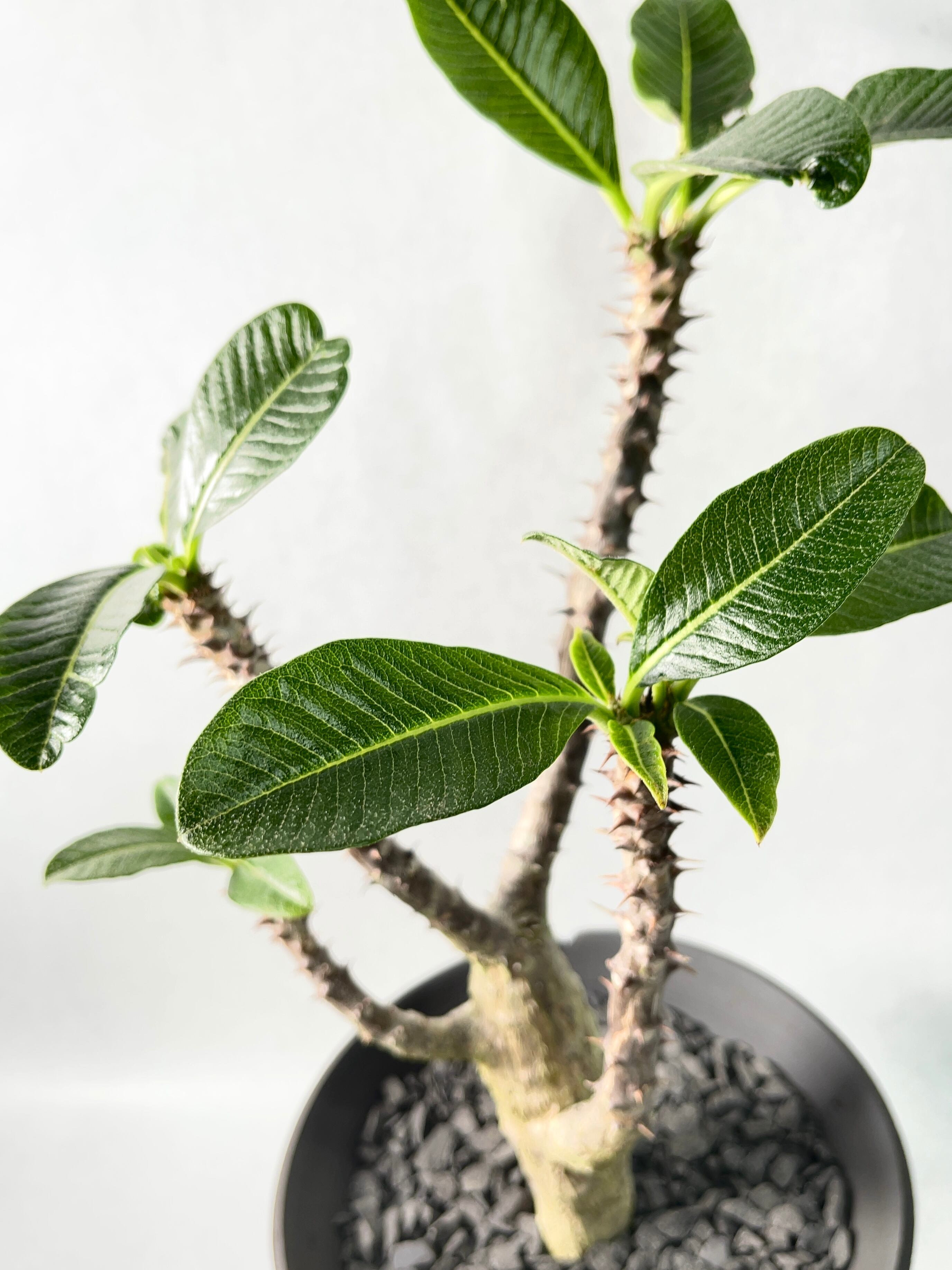 パキポディウム・ウィンゾリー、ウィンゾリーxバロニーhb セット