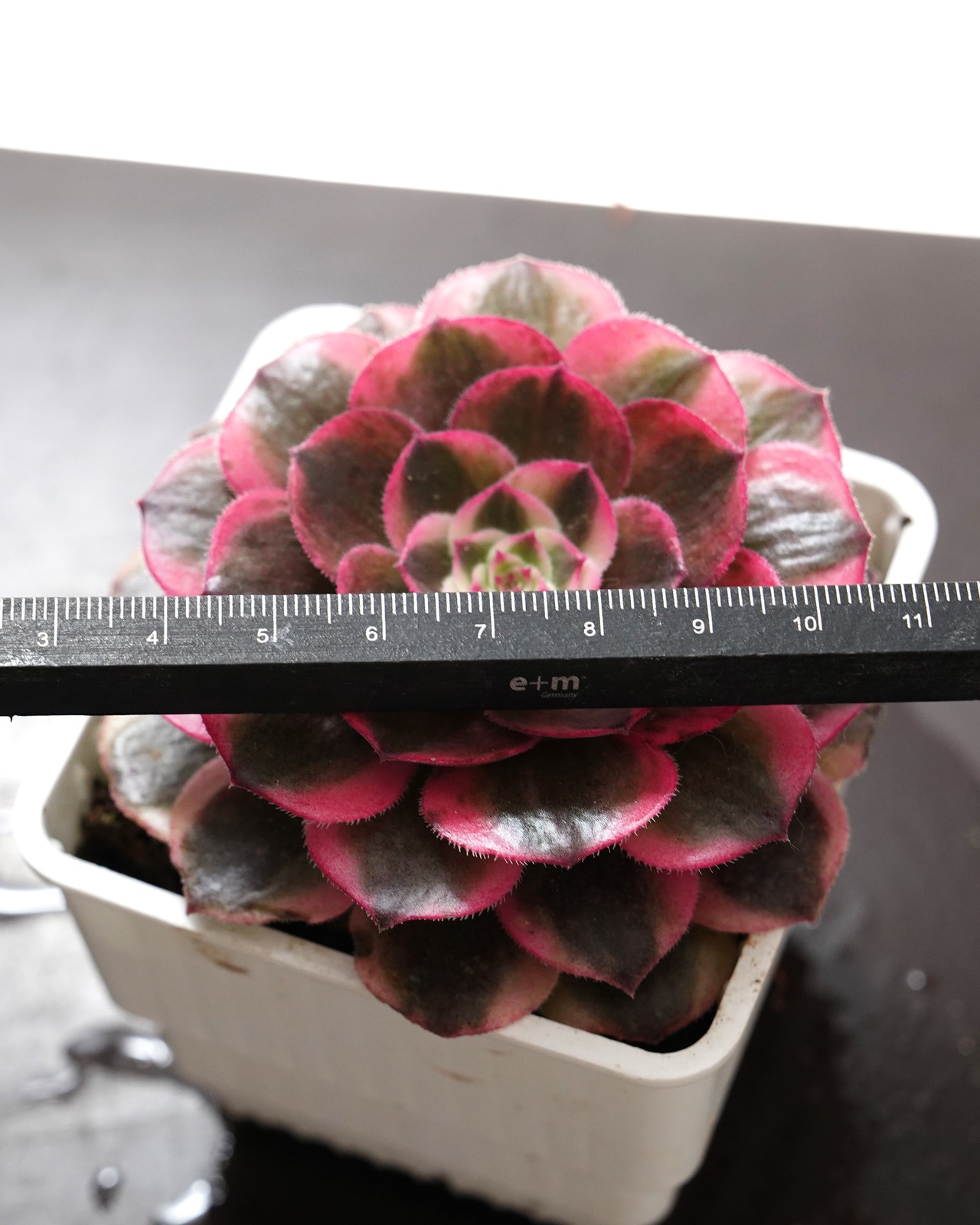 抜き苗 アエオニウム カレイドスコープ Aeonium 'Kaleidoscope'