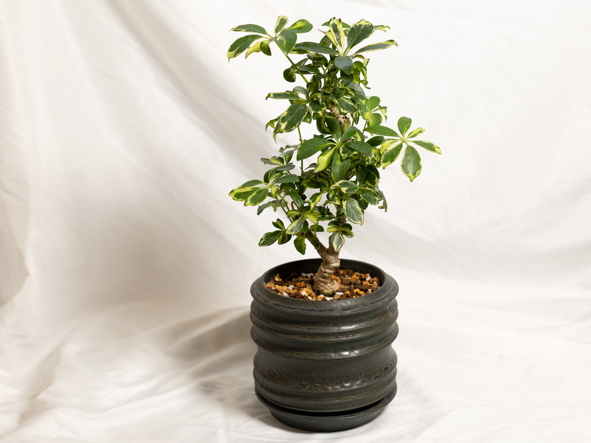 【美株】シェフレラ・ソフィア 斑入り 古木仕立て 観葉植物① シェフレラ・ソフィア | gädintzki plänts