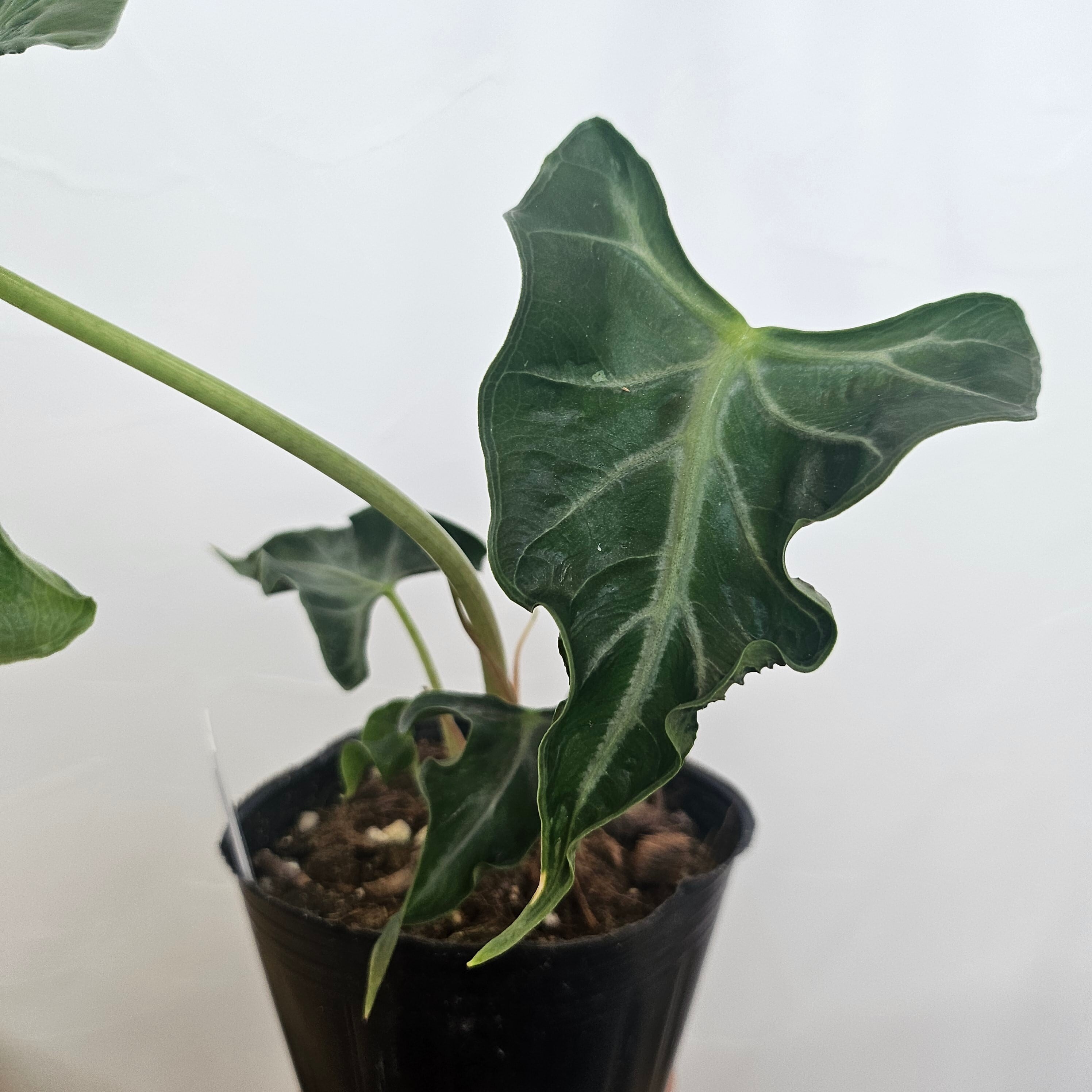 アロカシア・ロコ Alocasia 'Loco' | Plants Baka
