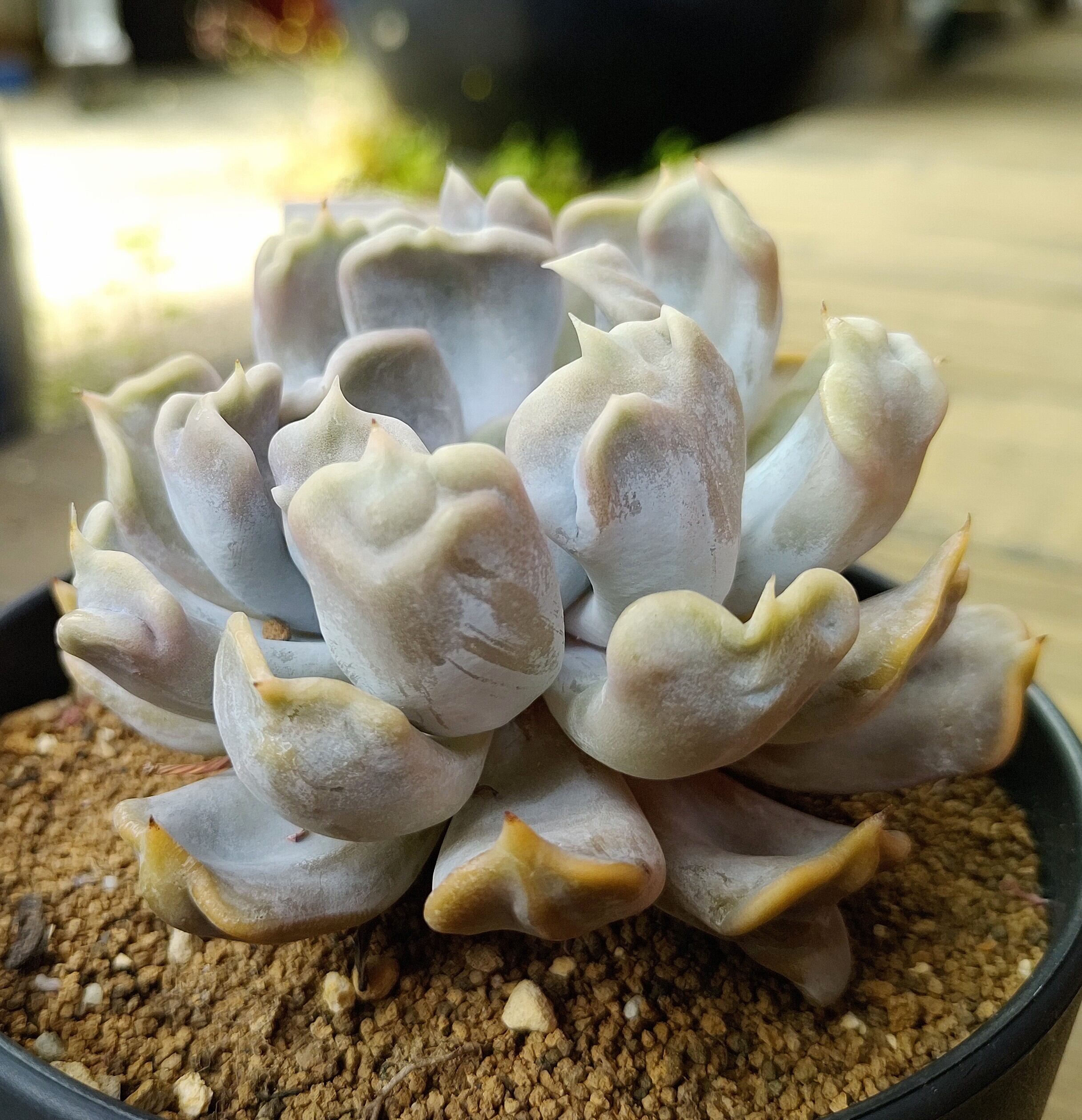 スリラーパール | RuPo 多肉植物専門店